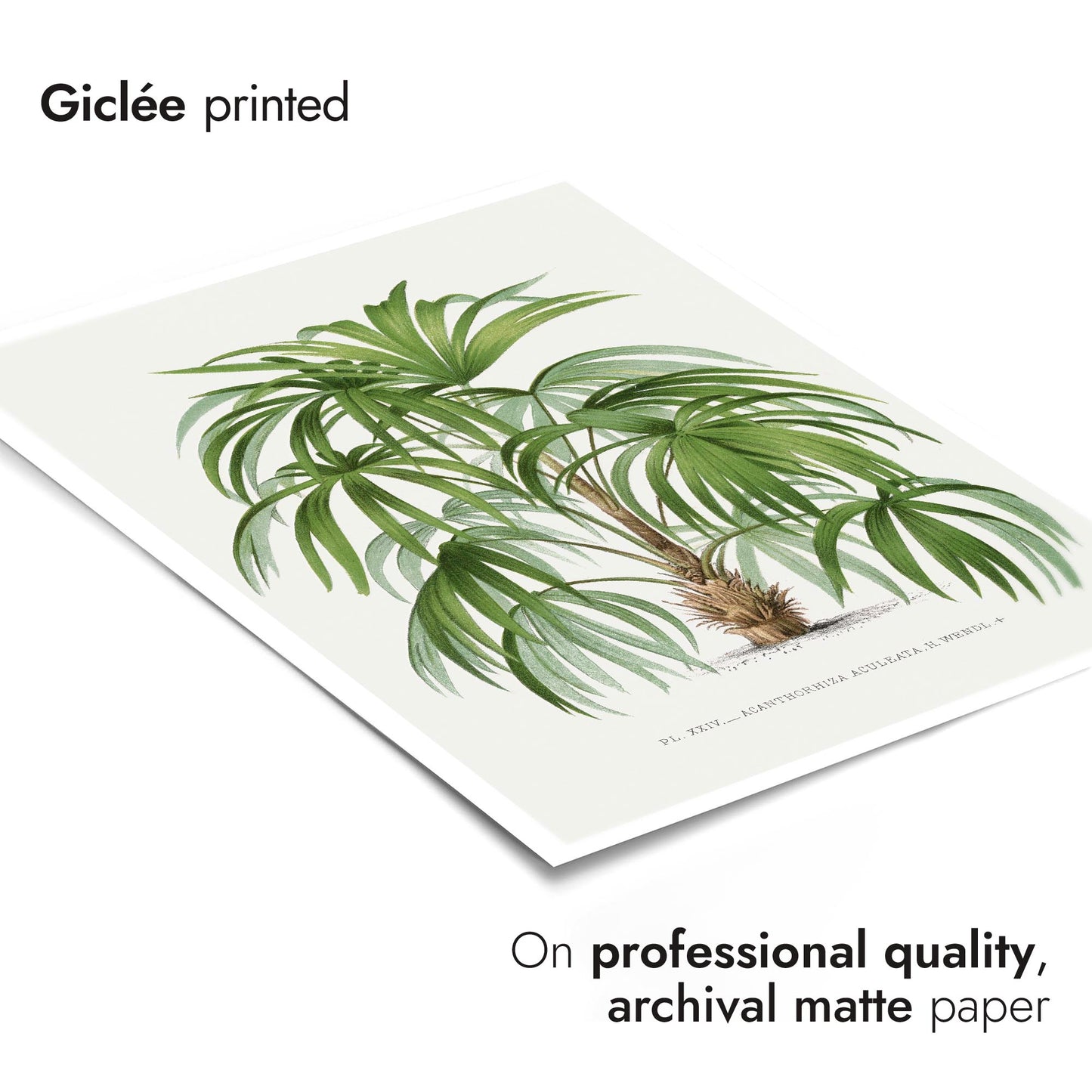 Acanthorhiza Aculeata