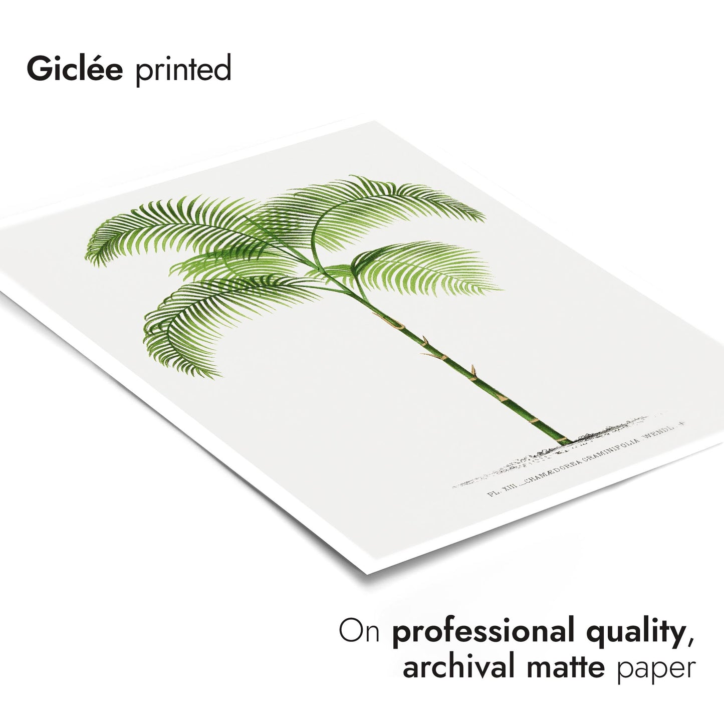 Chamaedorea Craminifolia