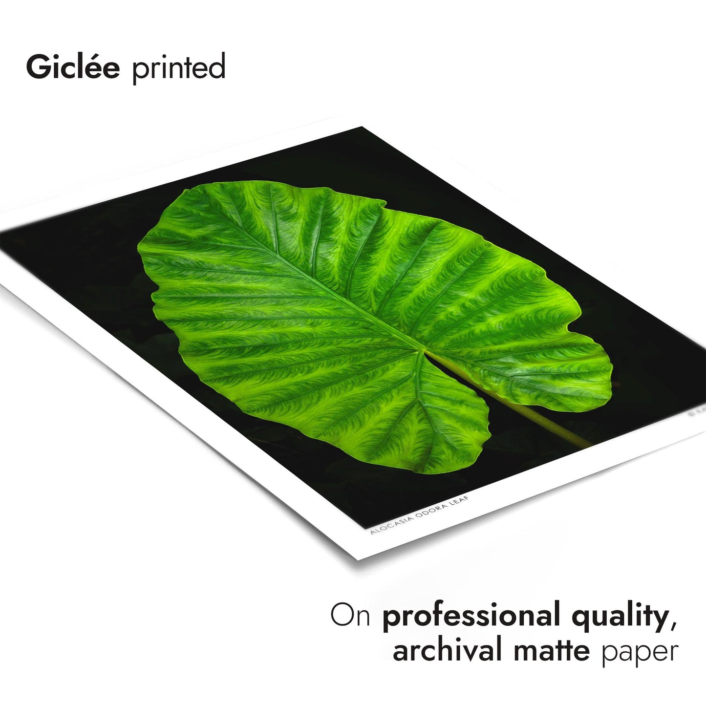 Alocasia Odora Leaf