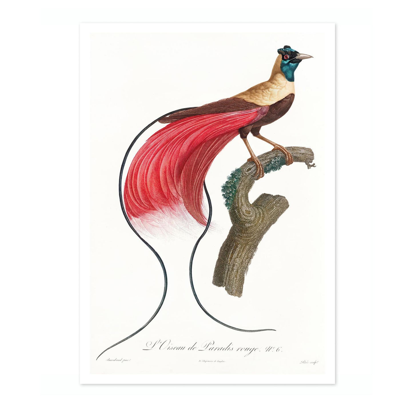 Red Bird of Paradise