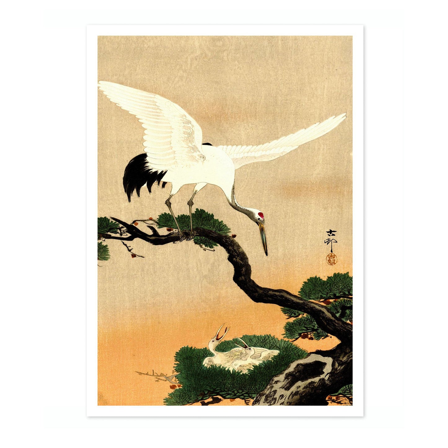 Kraan voedt haar kuikens