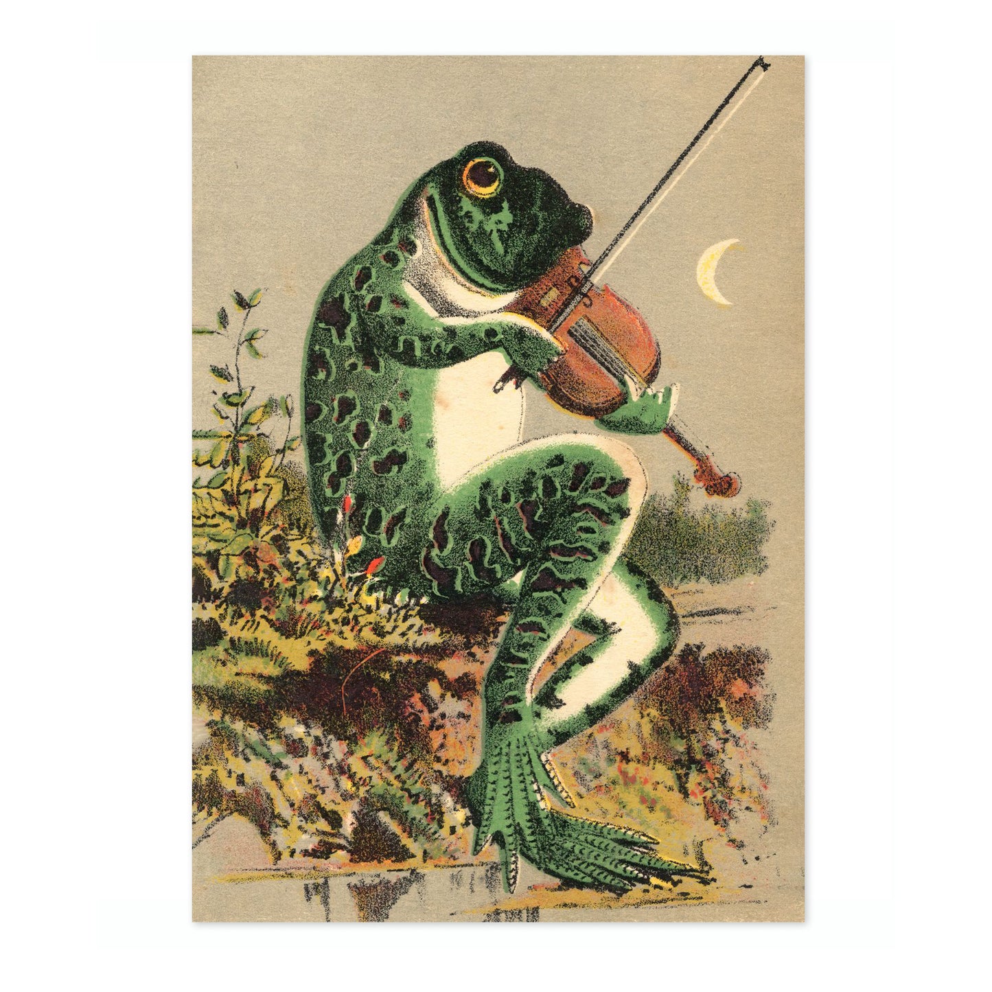 Kikker die viool speelt