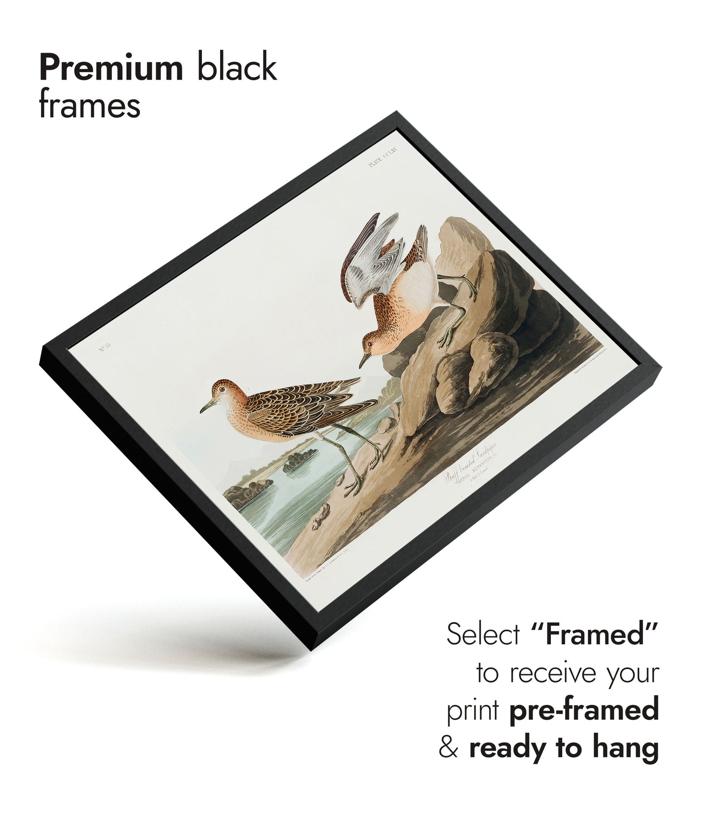 Buffbröstad sandlöpare