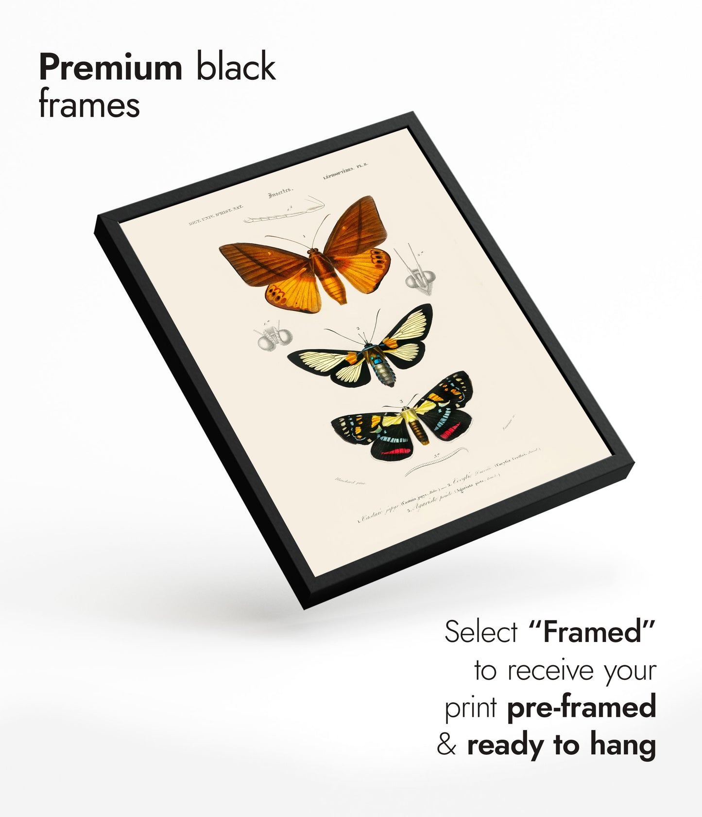 Fjärilar och nattfjärilar