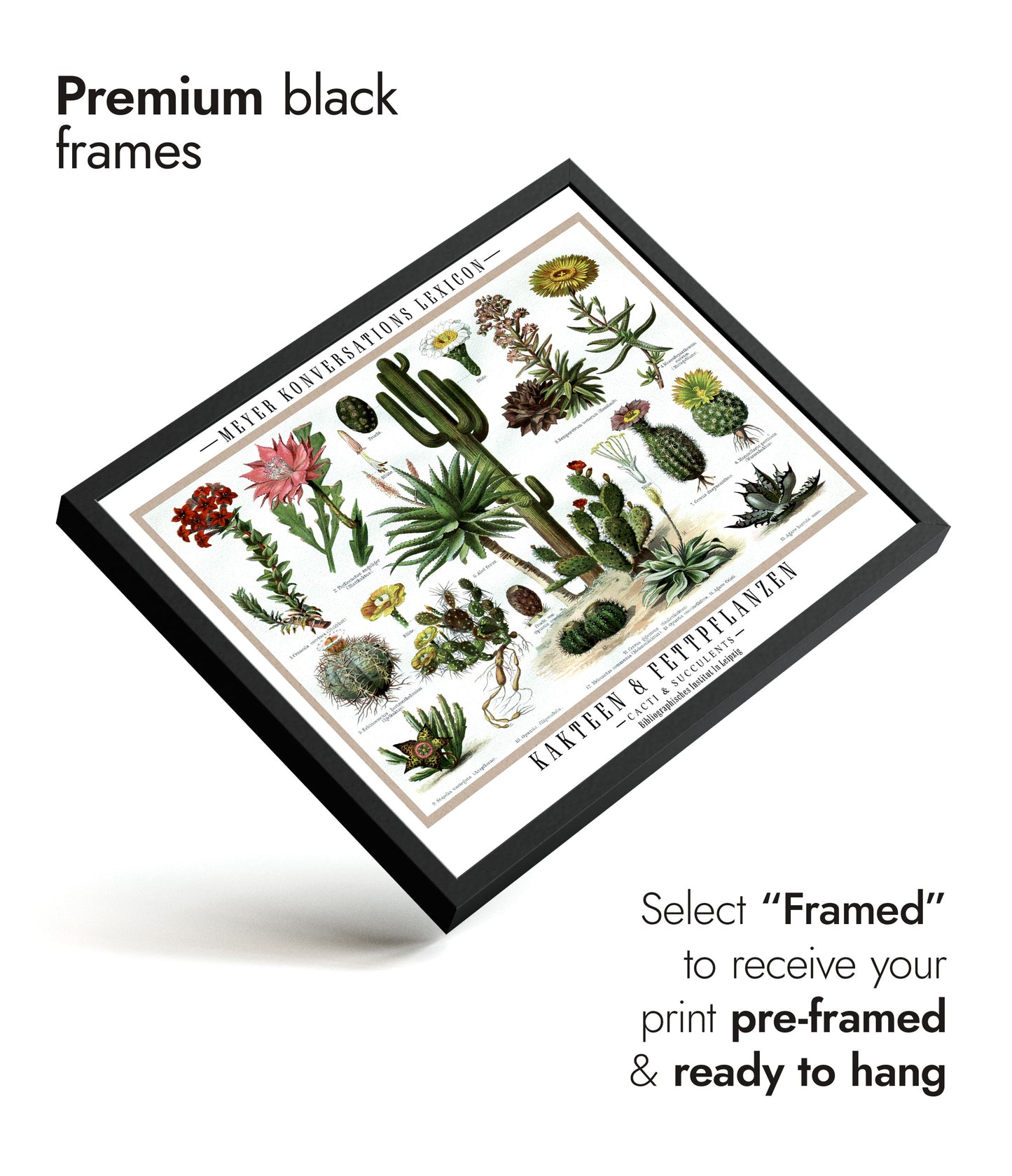 Cactus et plantes succulentes