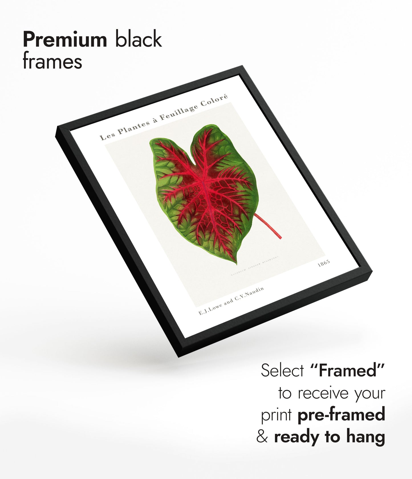 Caladium Bicolor Splendens