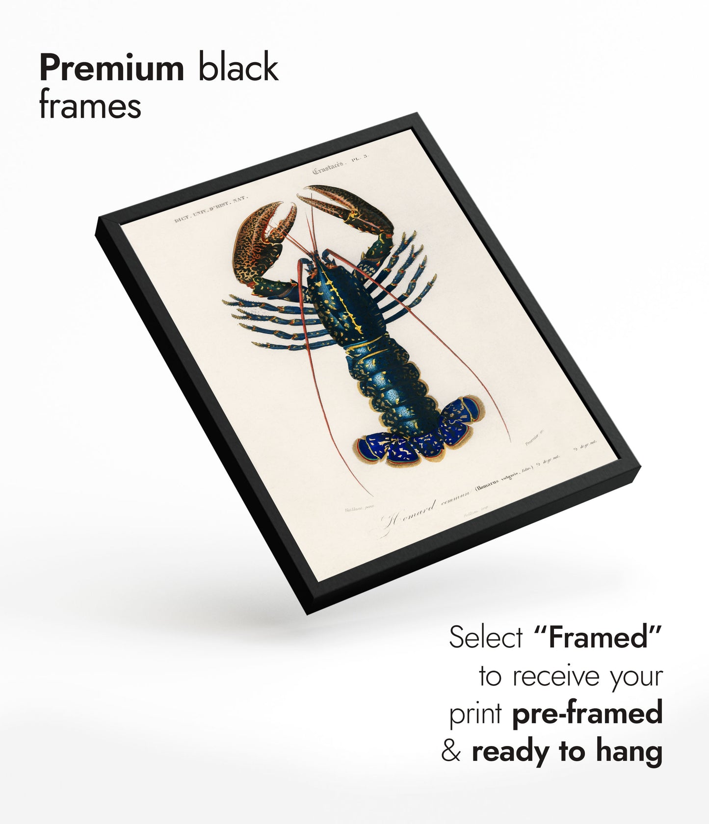 Écrevisse cramoisie