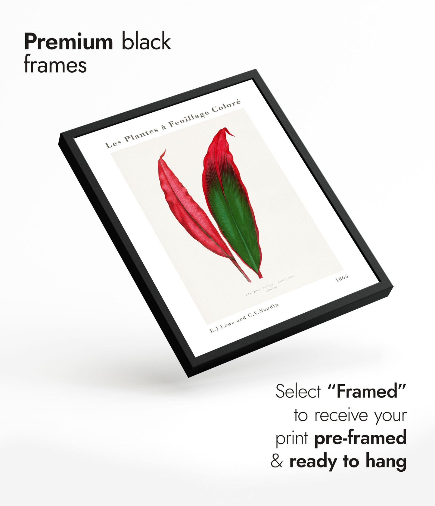 Feuille de Dracaena Ferrea