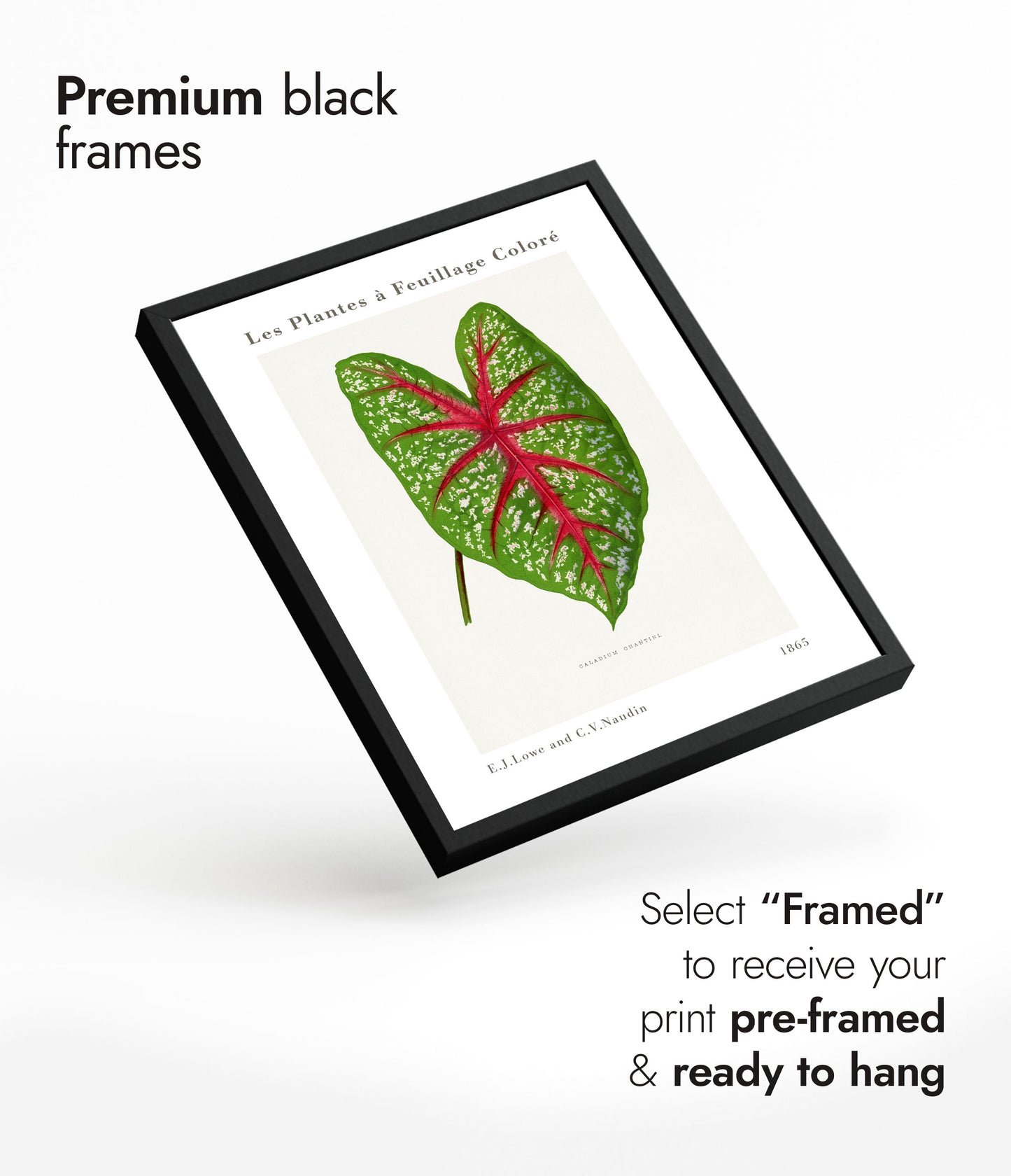 Groene Caladium Chantini