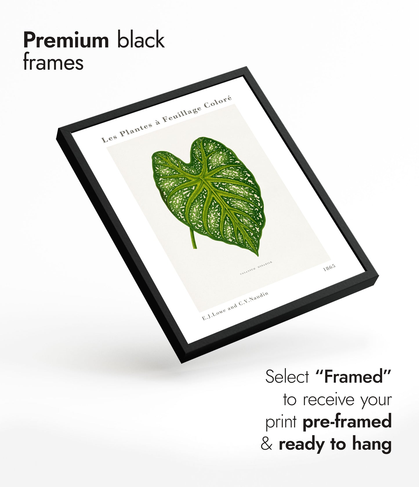 Grüner Caladium Mirabile