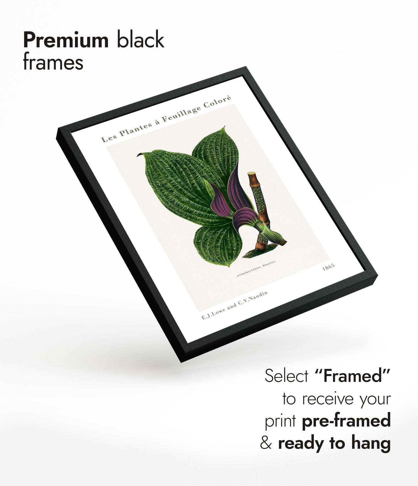 Groene Dichorisandra Mosaica