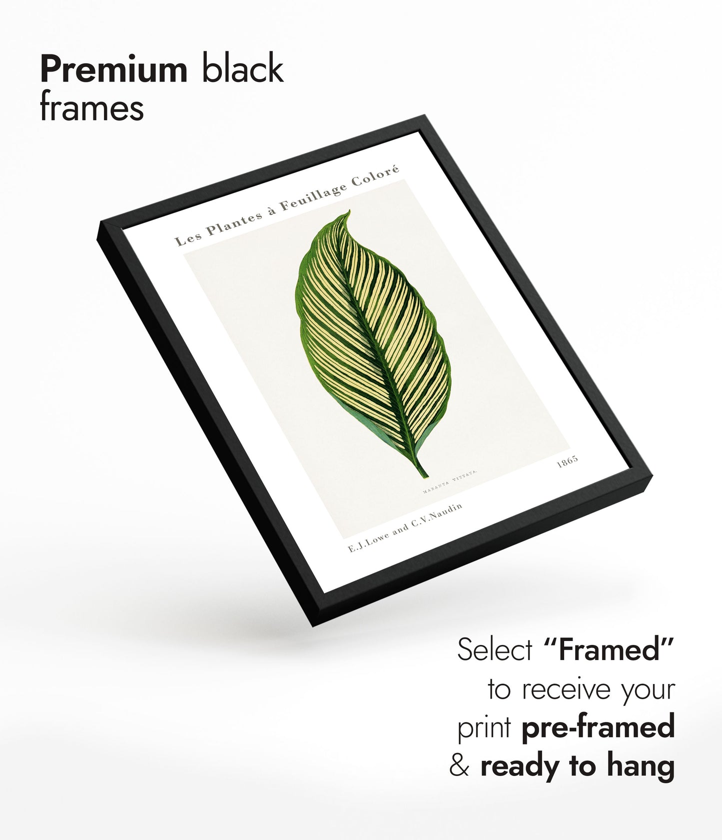 Groene Maranta Vittata