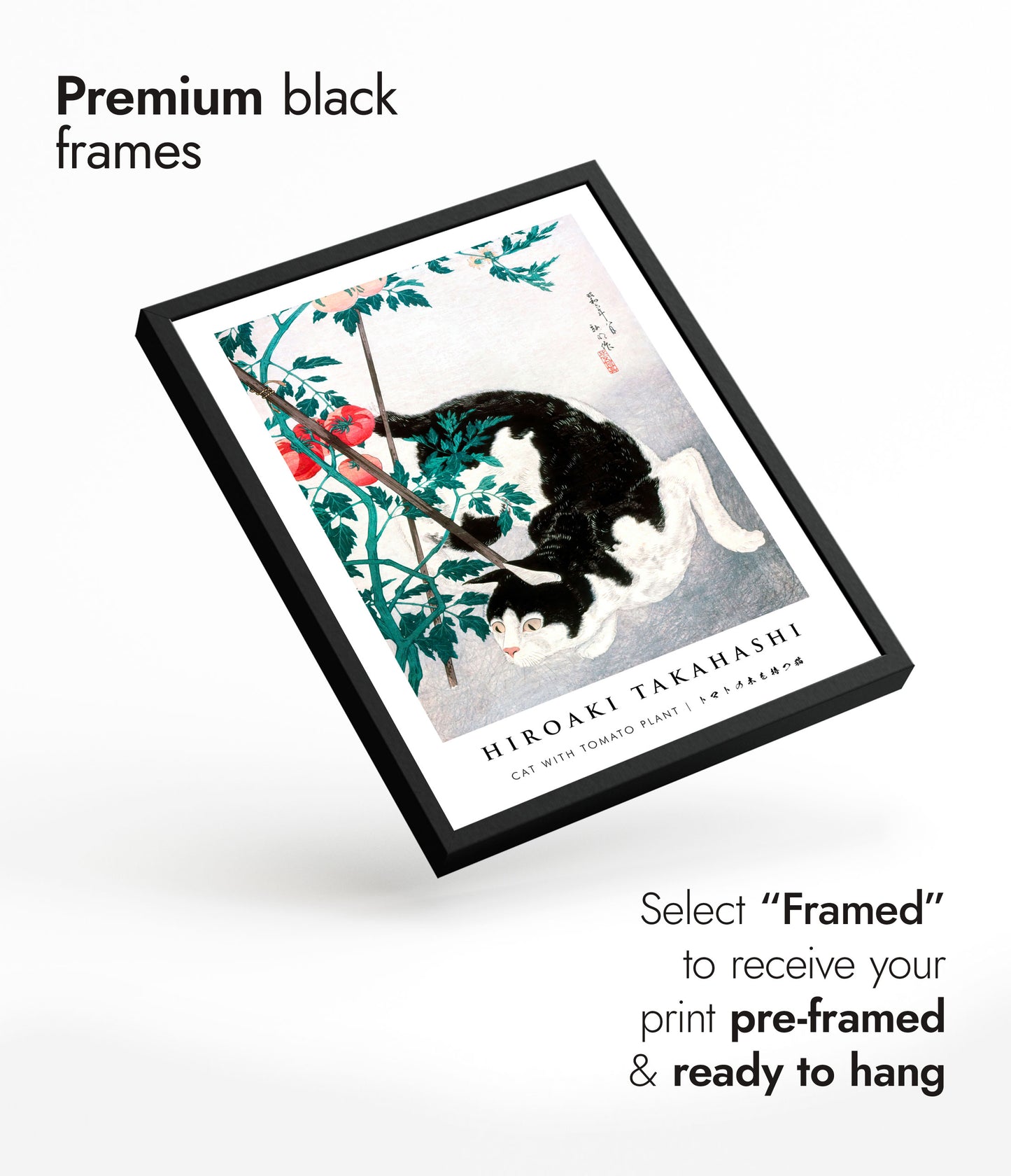 Katt med tomatplanta