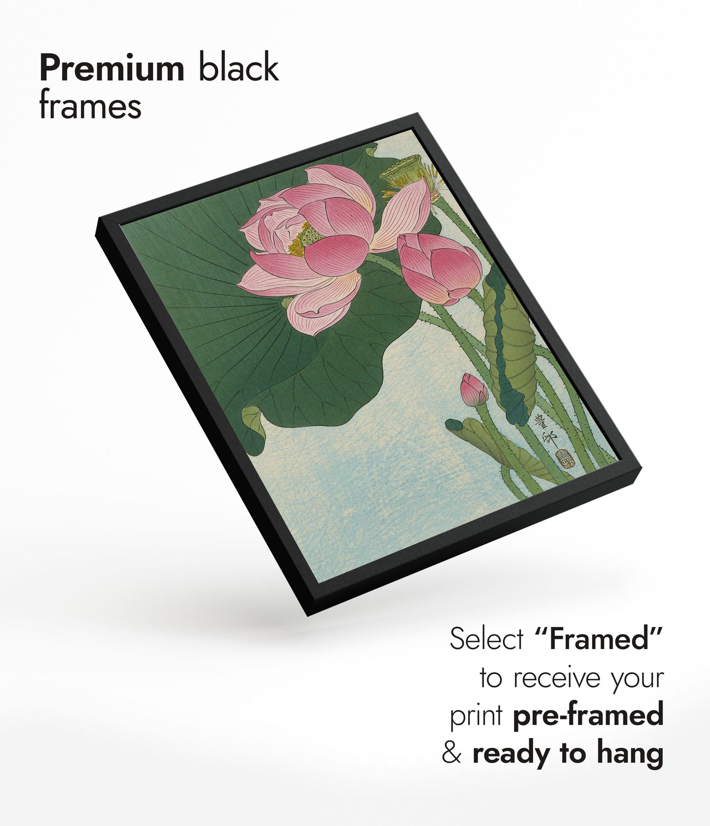 Blooming Lotus Flowers