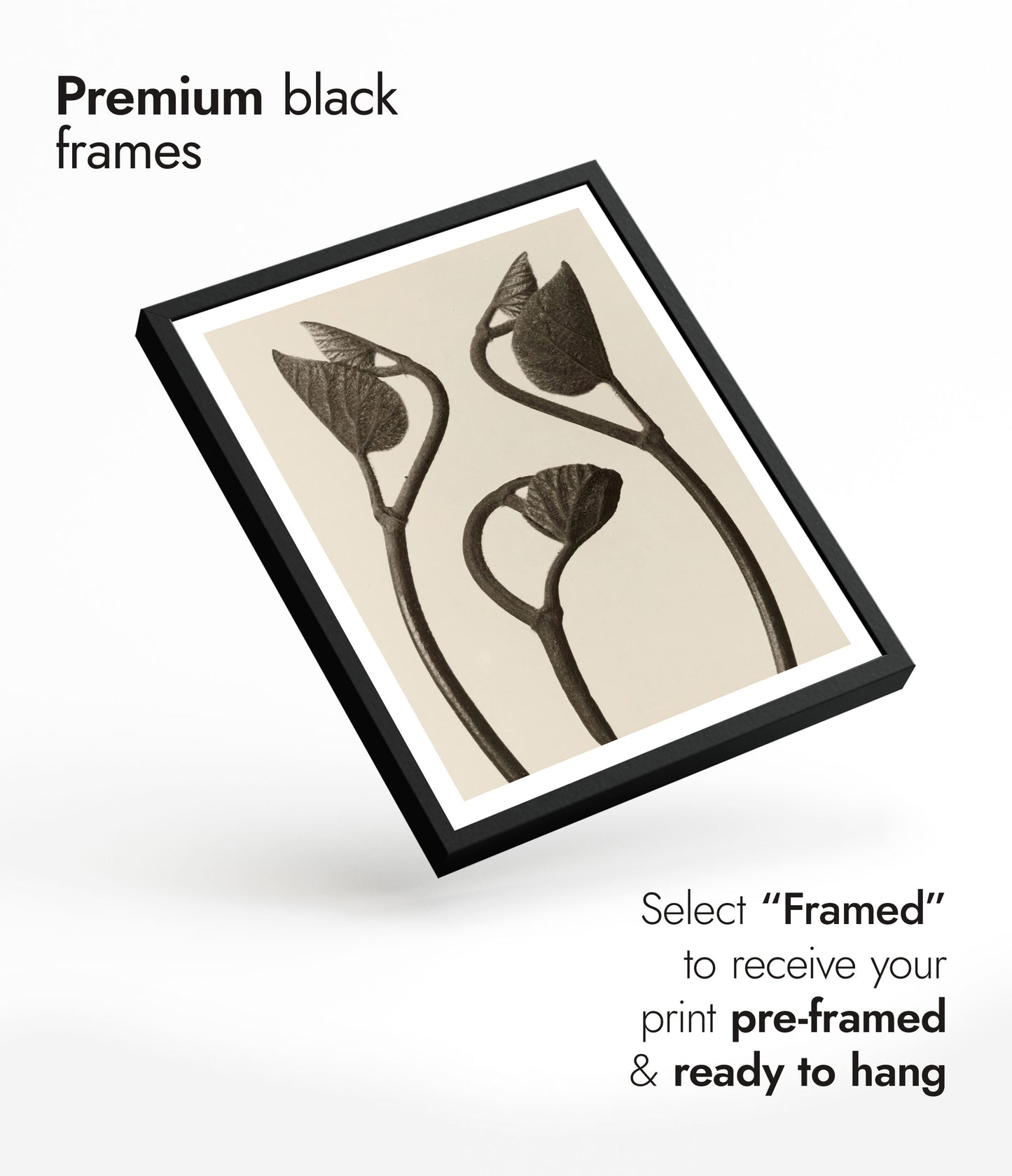 Tiges et feuilles d'Aristoloche