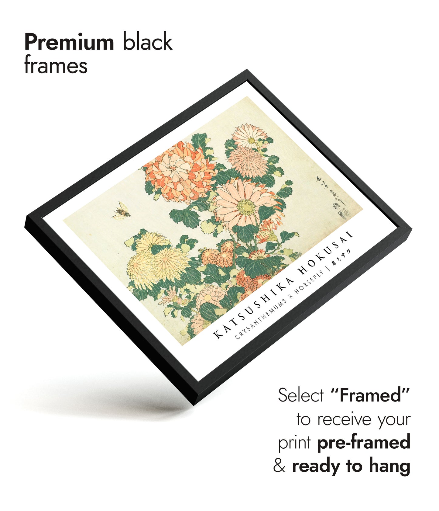 Chrysanthèmes & Mouche à cheval