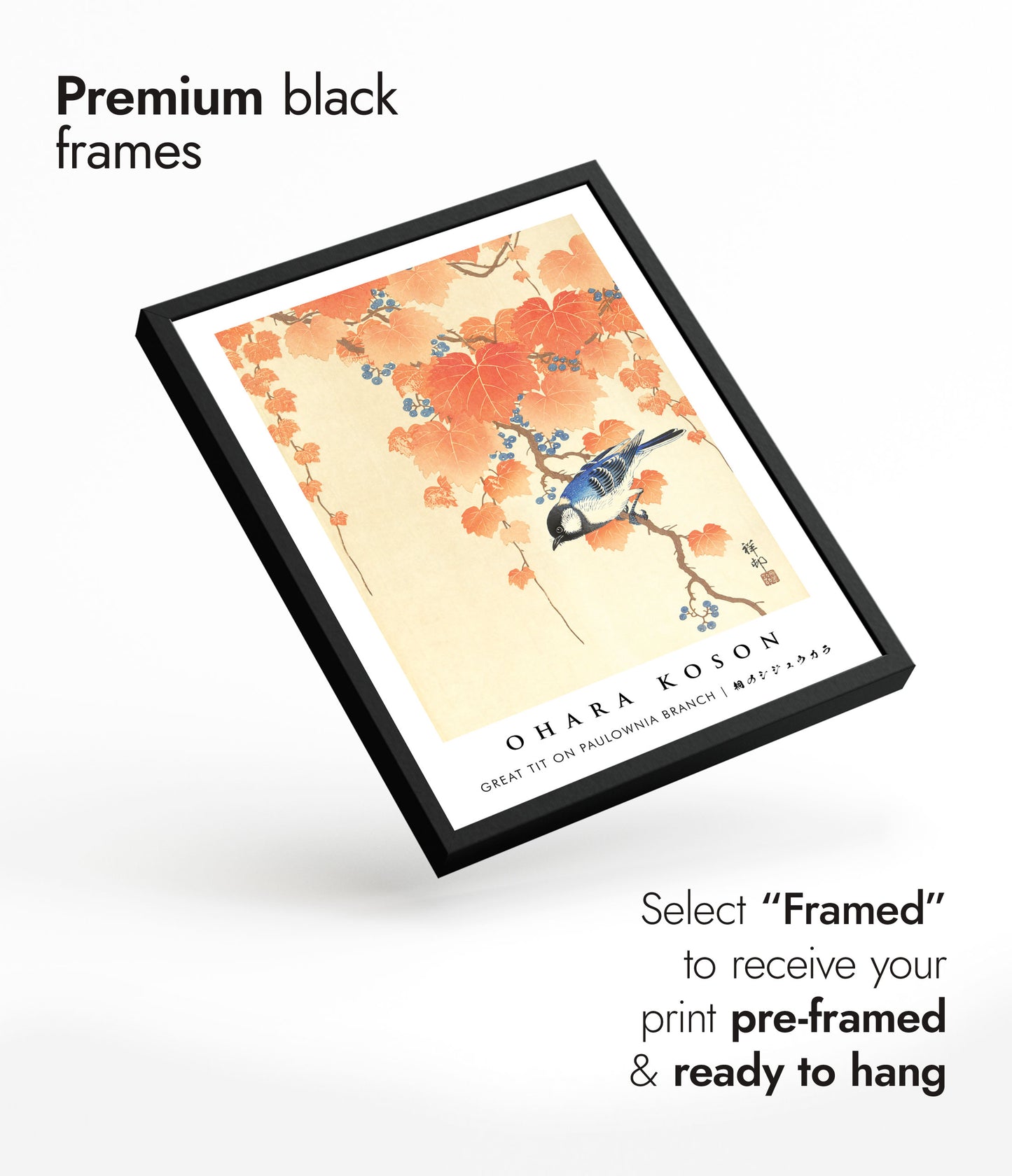 Great Tit on Paulownia Branch
