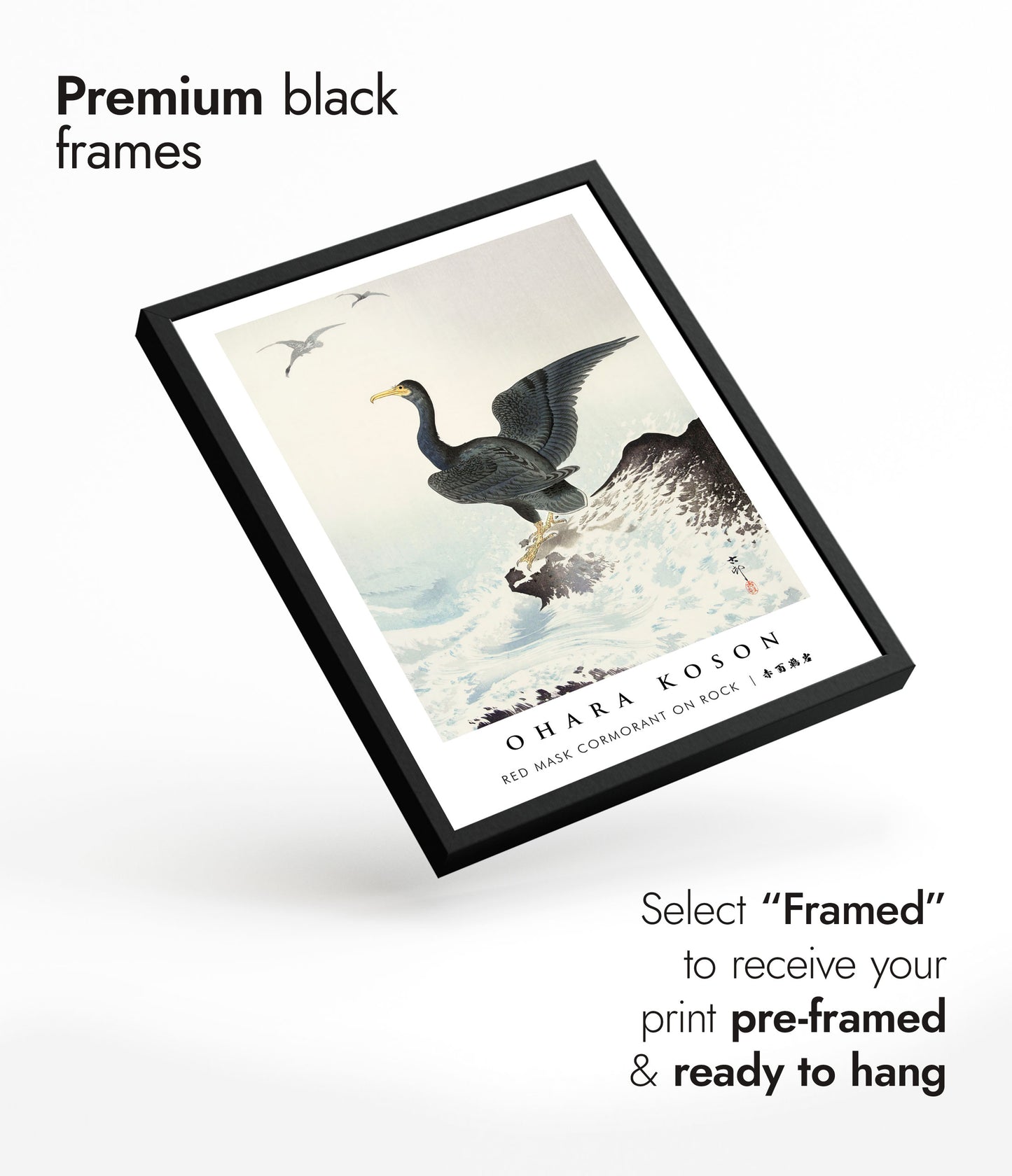 Red Mask Cormorant on Rock