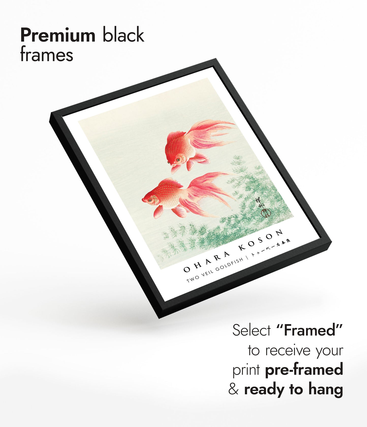 Deux poissons rouges voilés