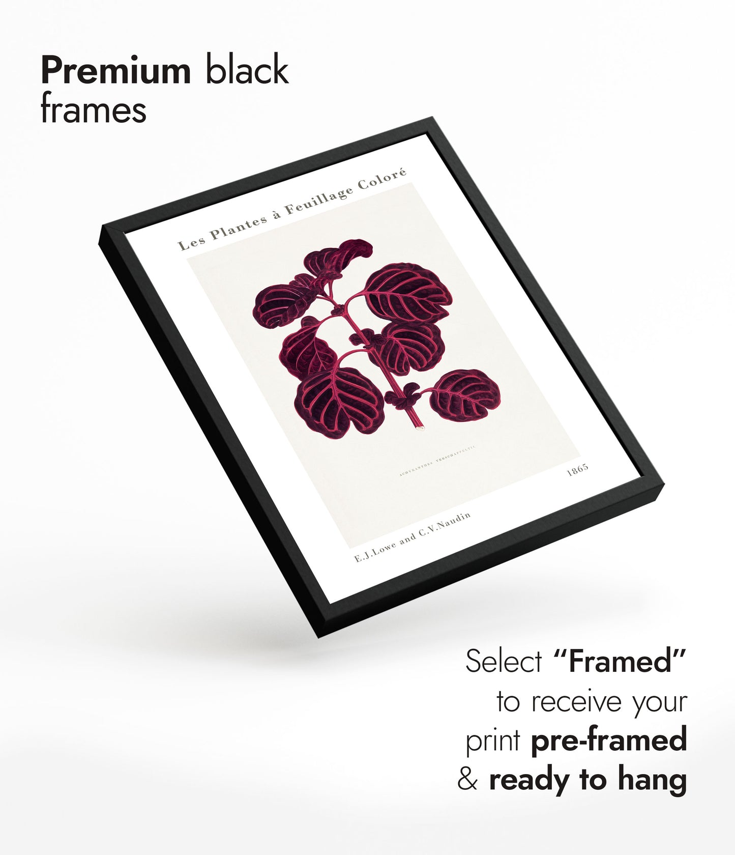 Roze Achyranthes Verschaffeltii