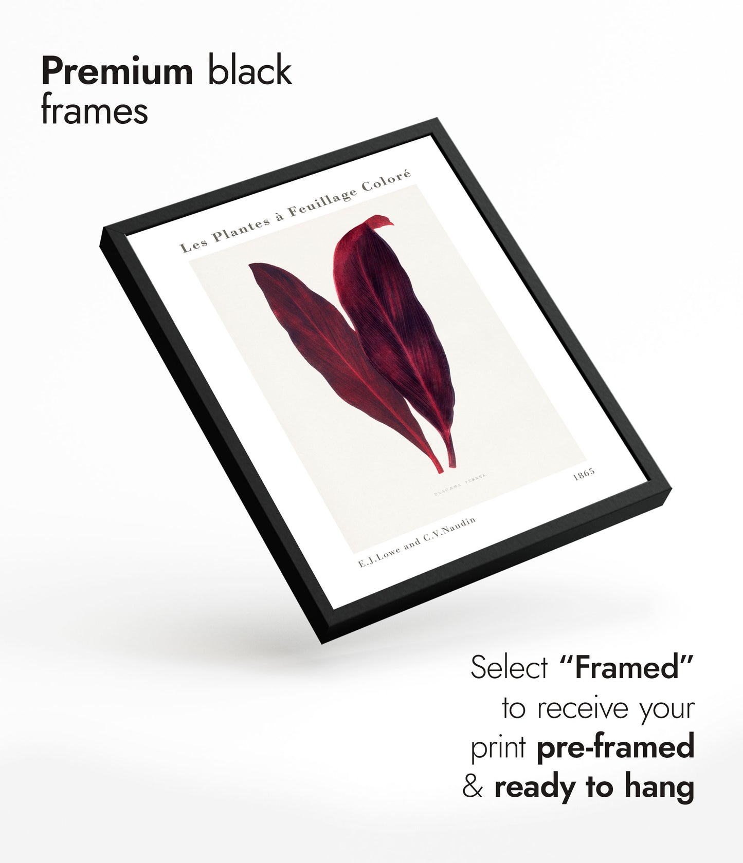 Roze Dracaena Ferrea