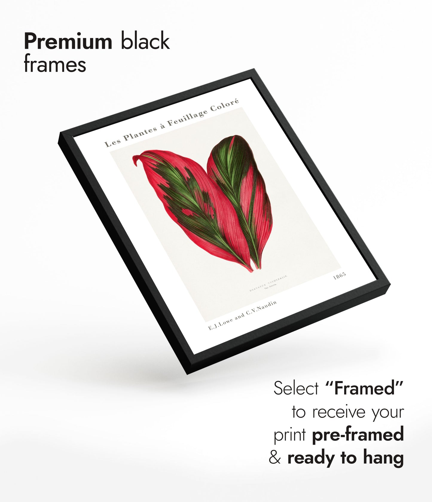 Roze Dracaena Terminalis