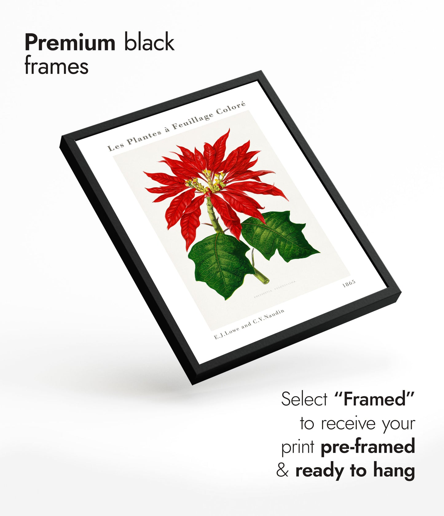 Poinsettia Pulcherrima