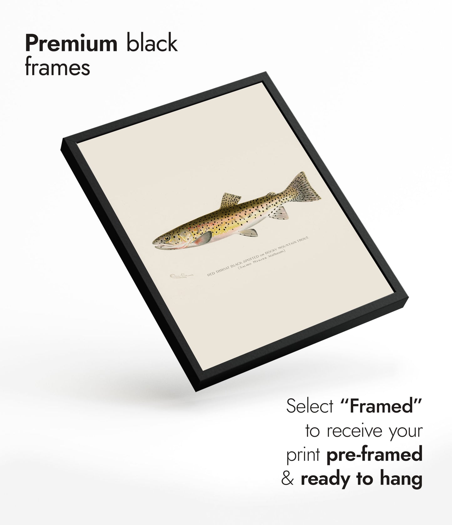 Rocky Mountain-öring