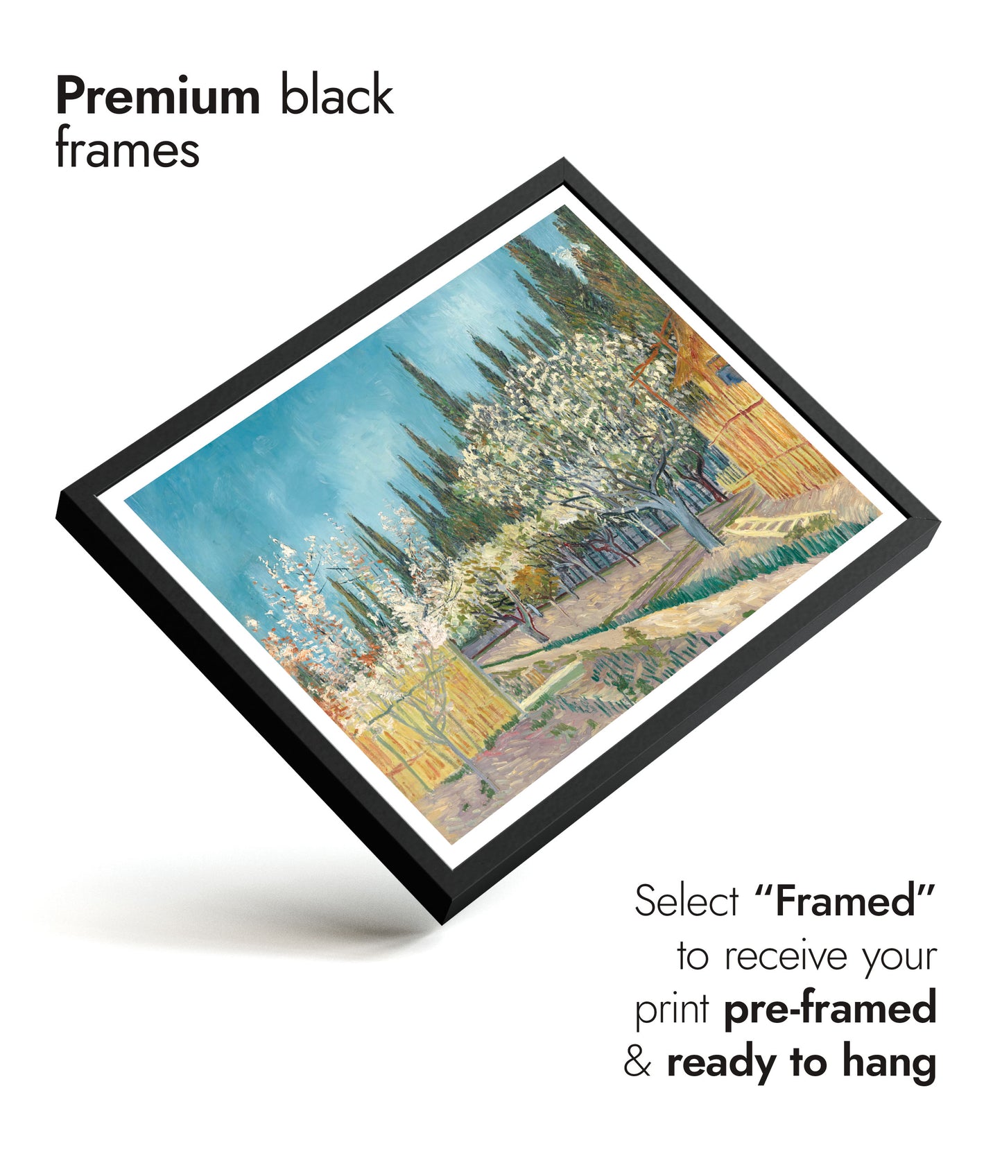 Orchard Bordered by Cypresses