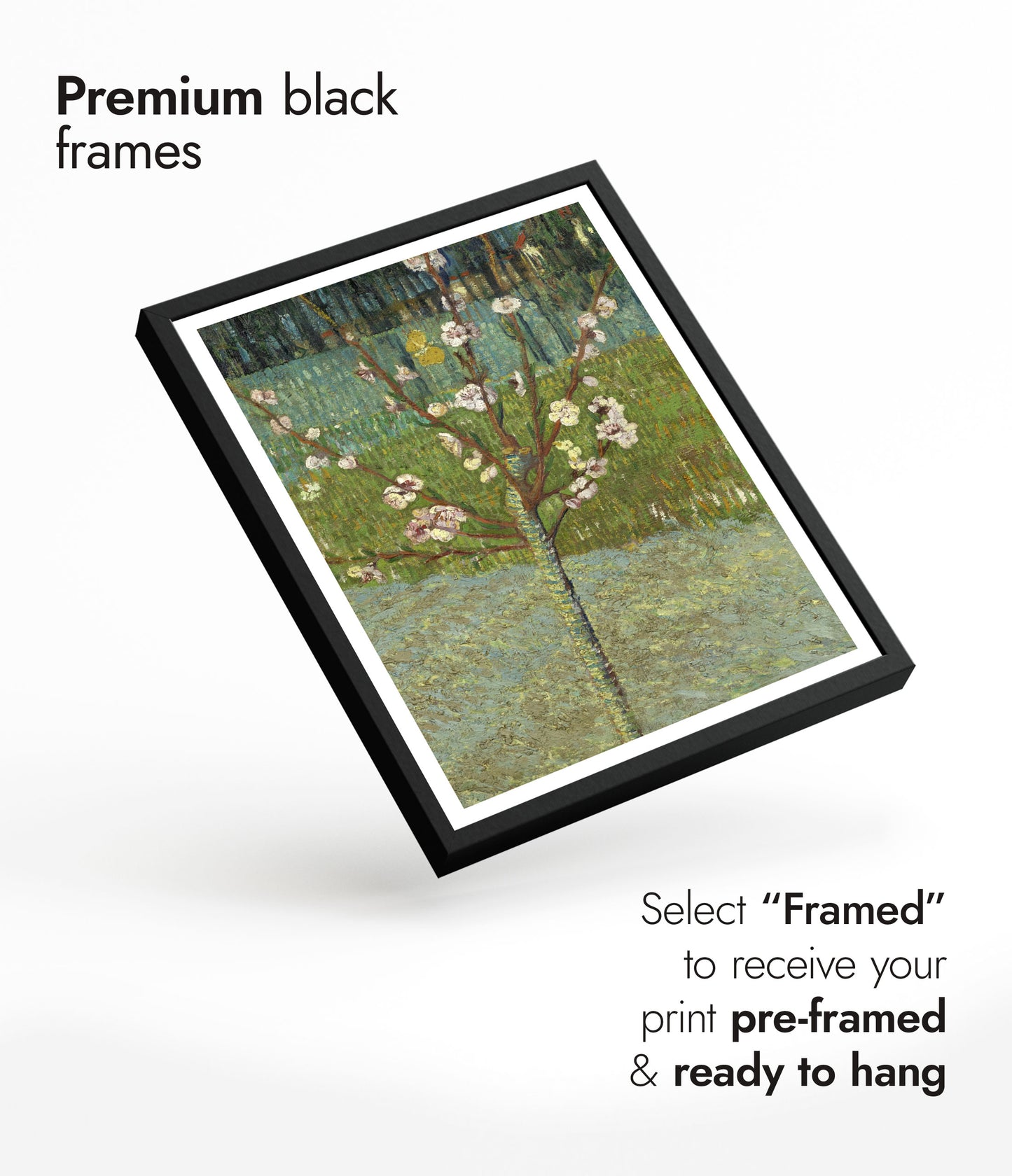 Peach Tree in Blossom