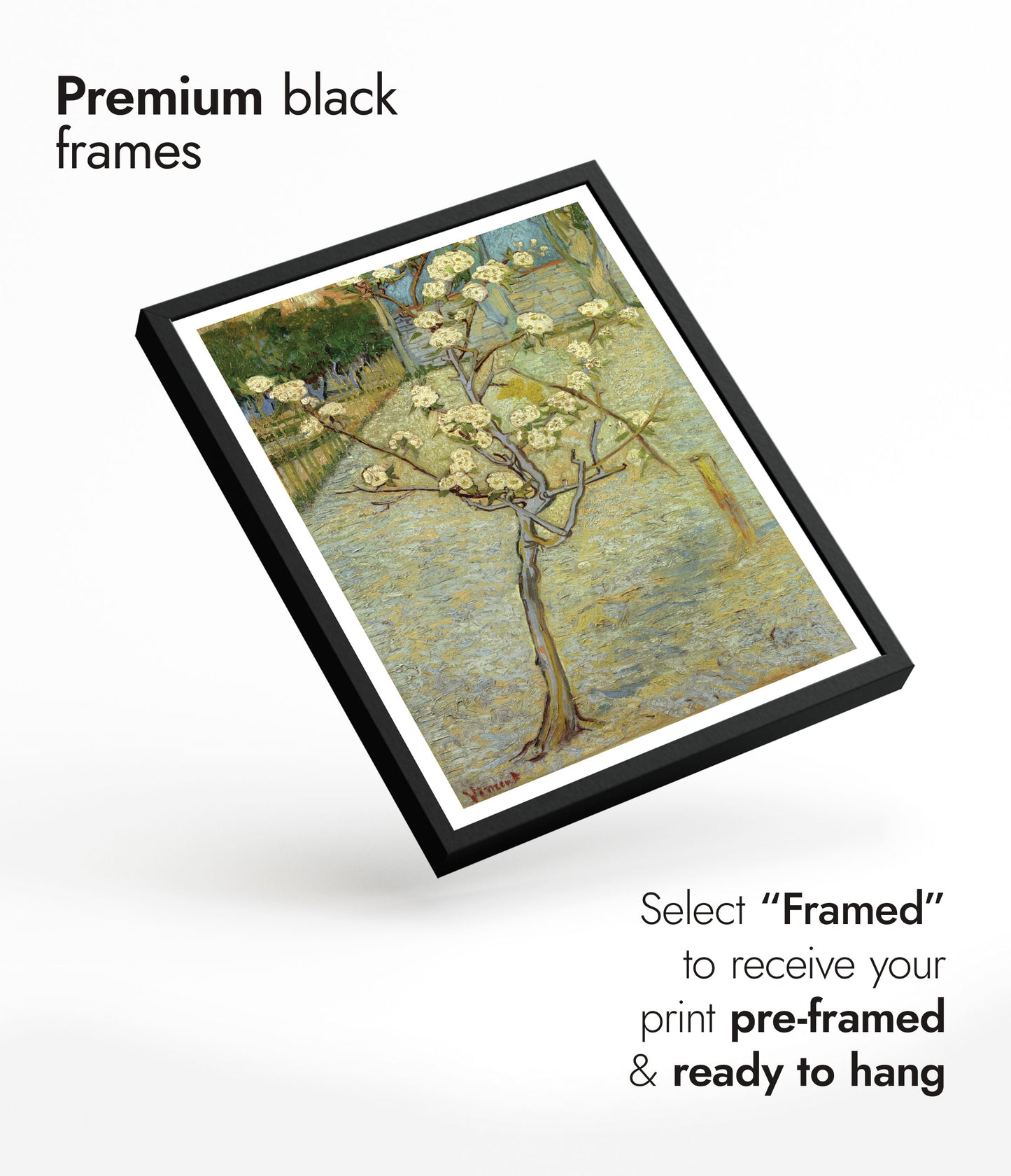 Small Pear Tree in Blossom