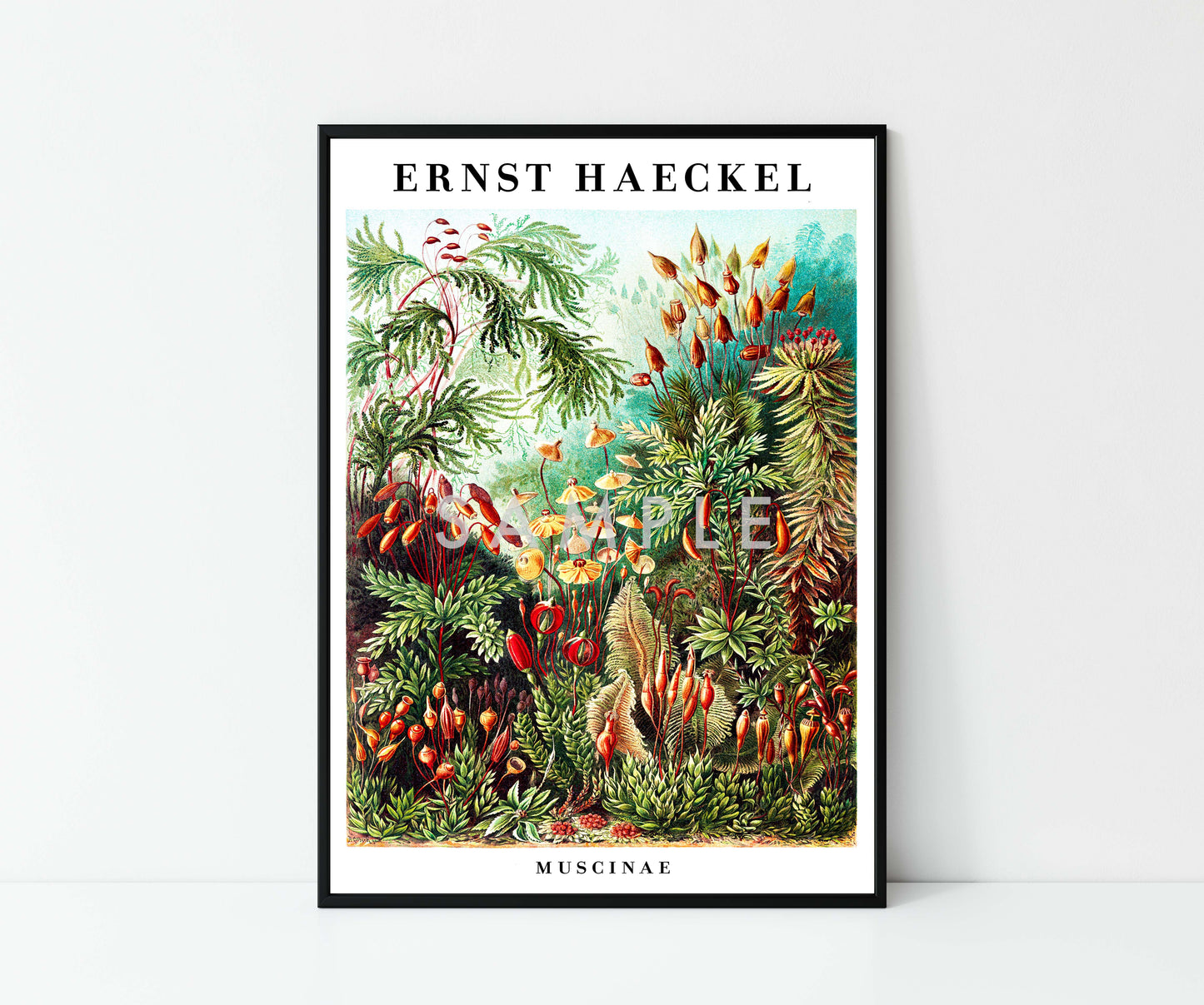 Ernst Haeckel - Set om 3