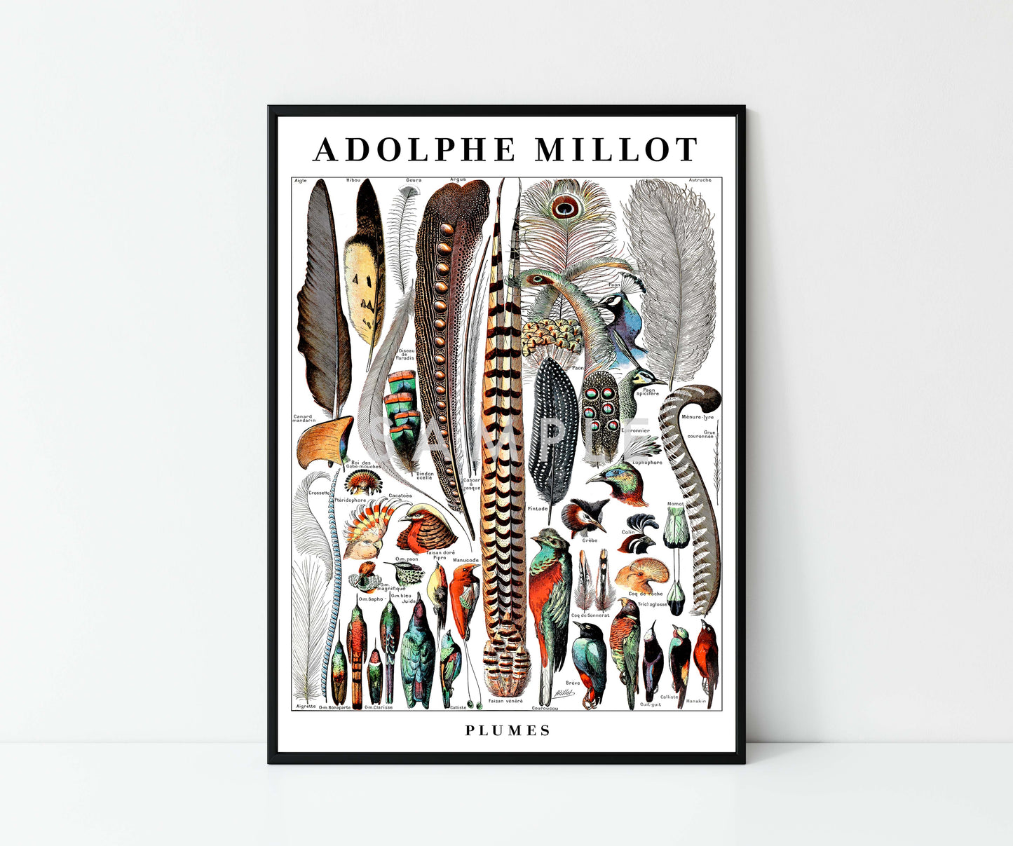 Adolphe Millot Birds - Set of 3