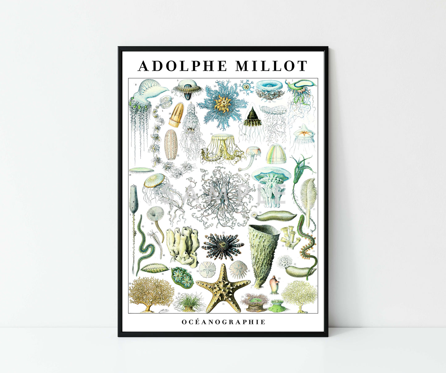 Adolphe Millot Vie Marine - Ensemble de 3