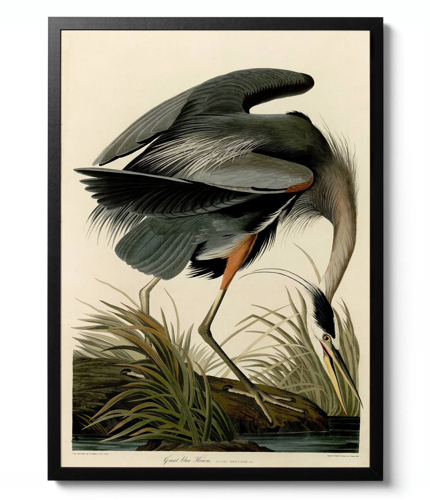 Birds of America - Set of 3