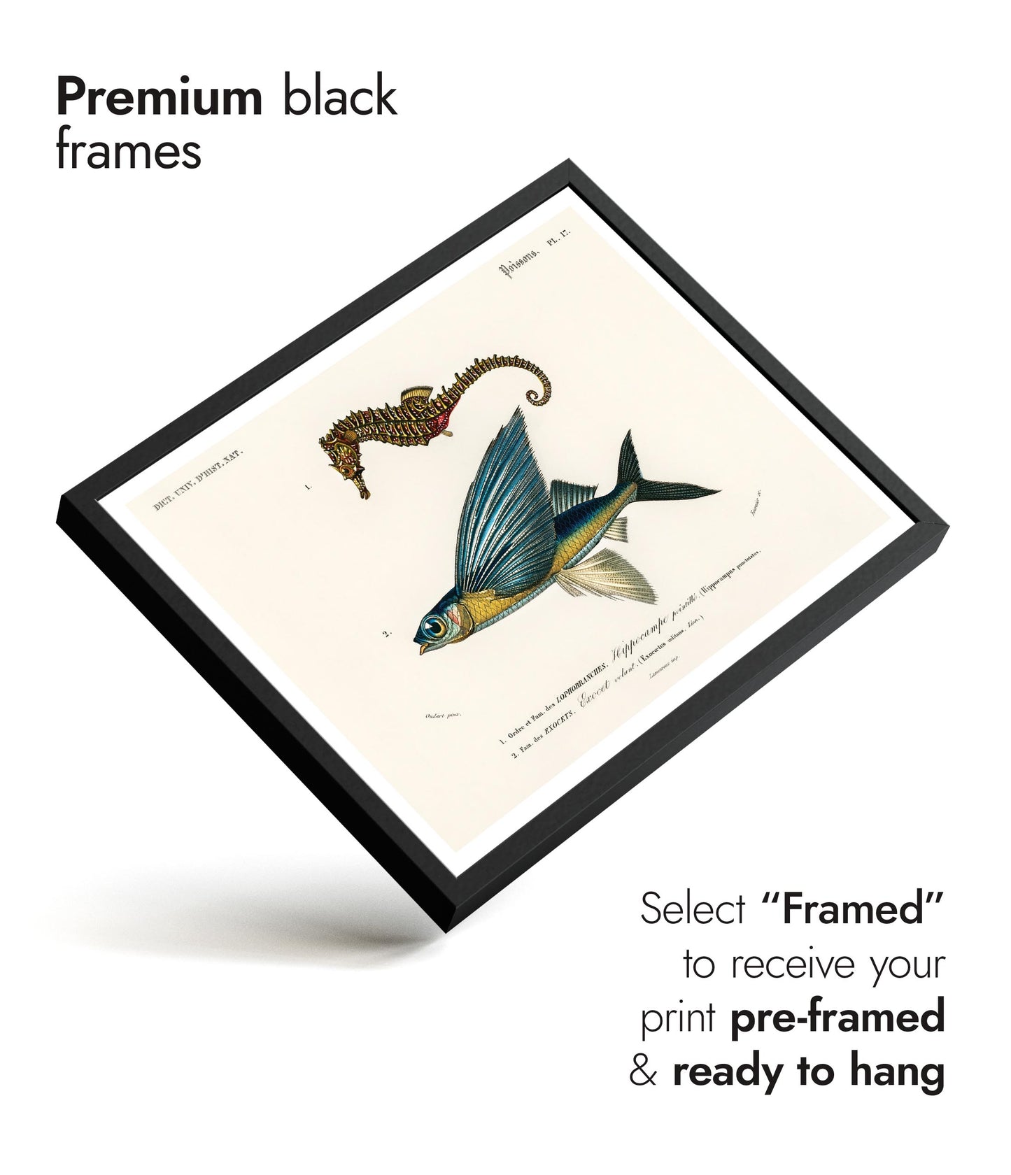 Seepferdchen & fliegender Fisch