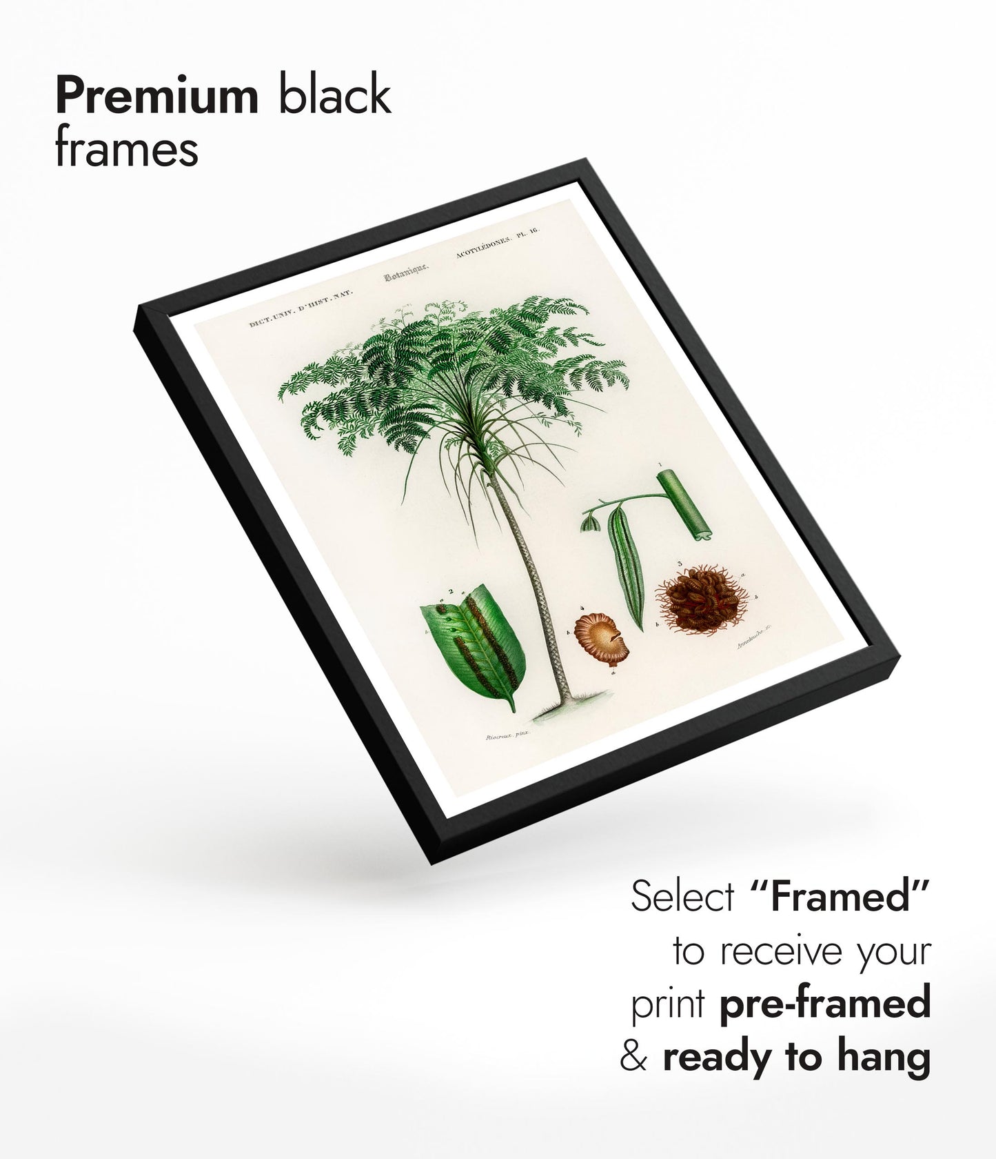 Trichipteris Excelsao