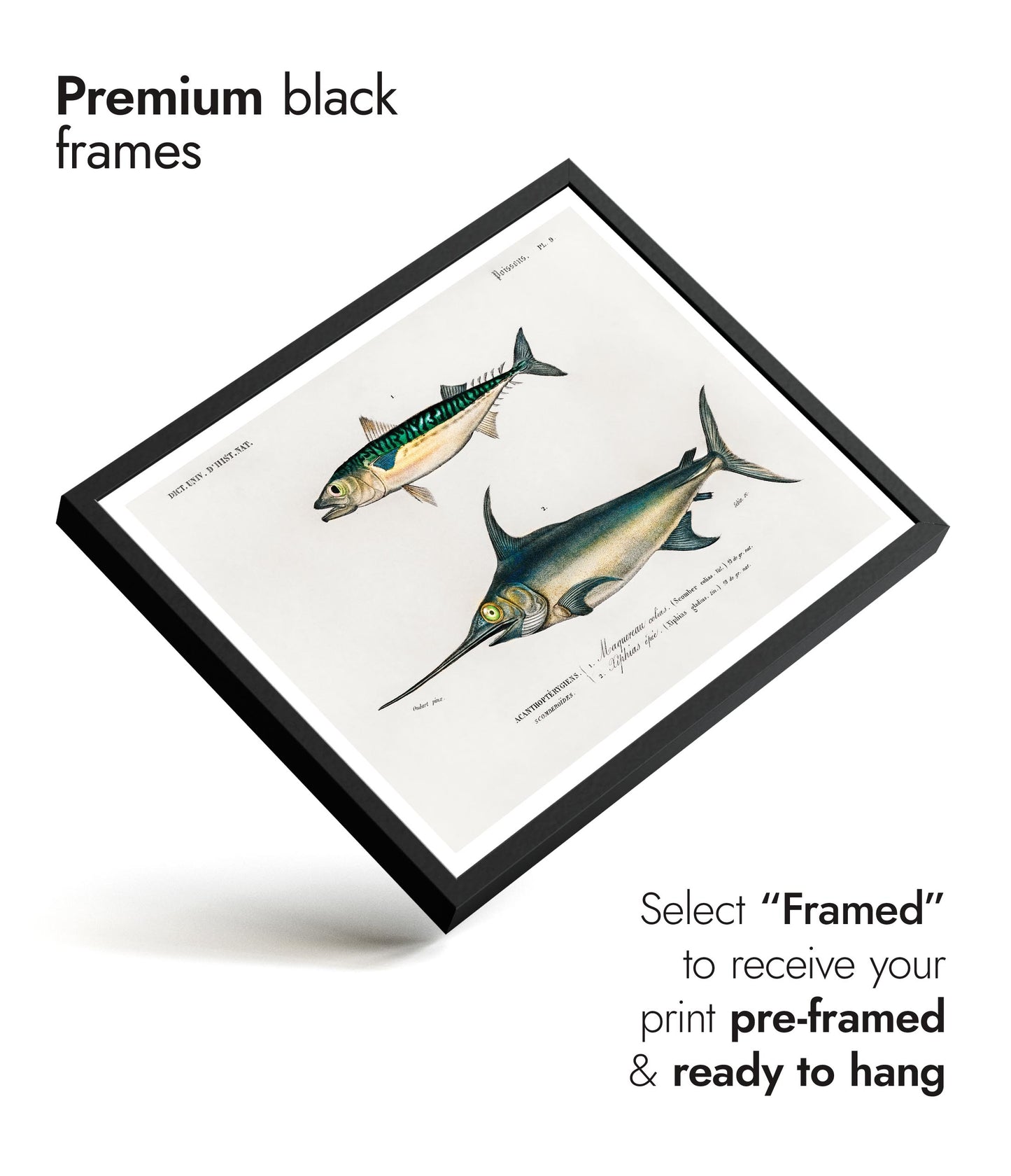 Mackerel & Swordfish