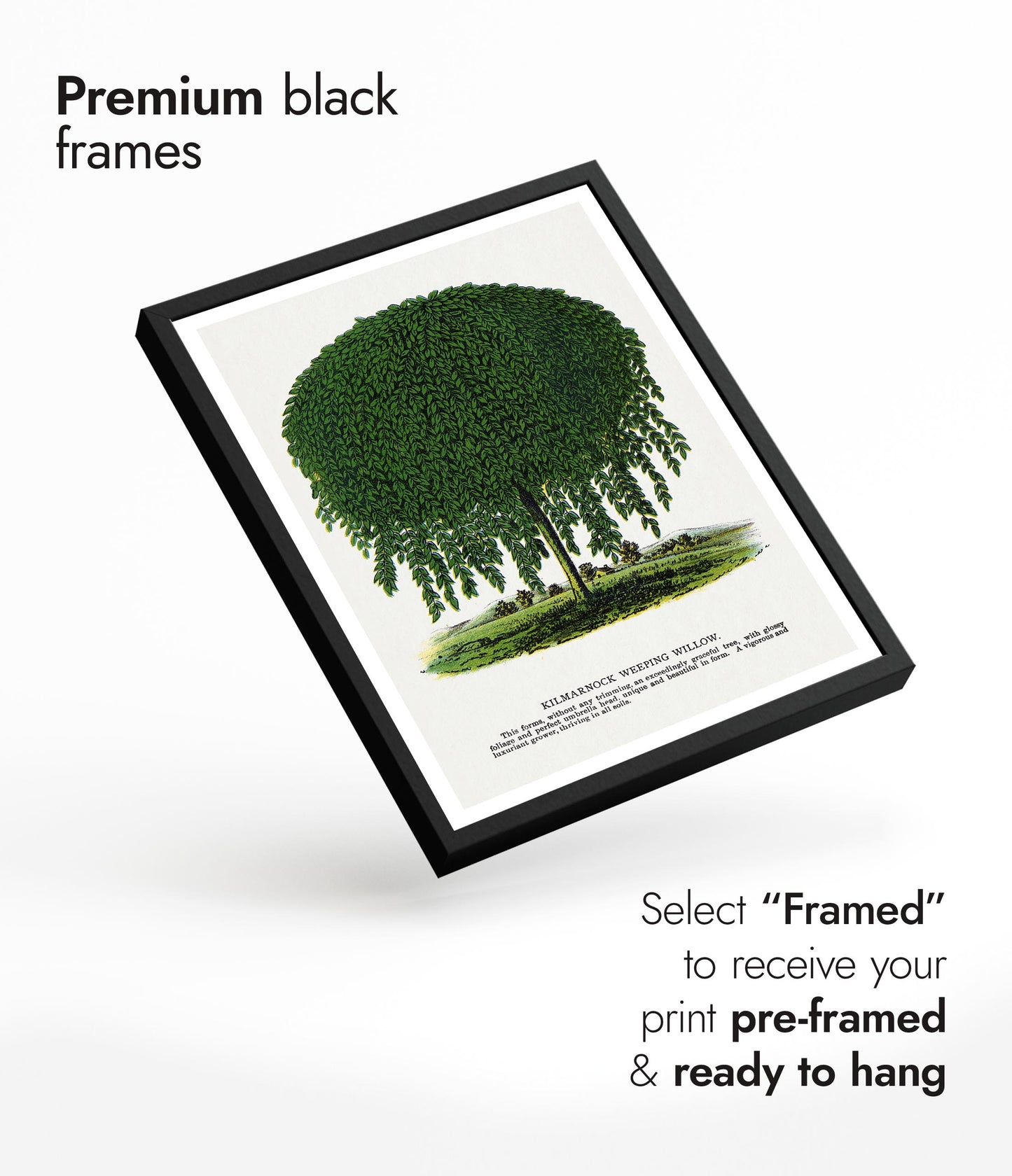 Kilmarnock treurwilg