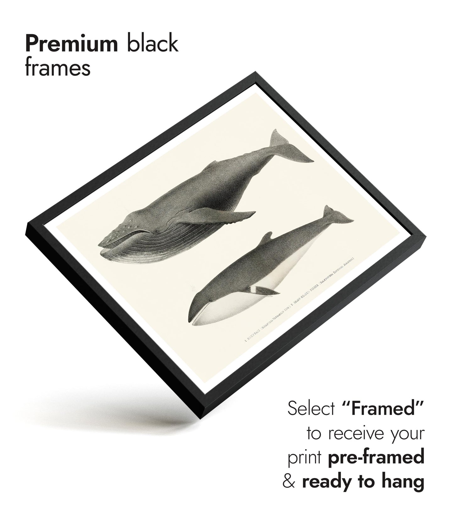 Humpback & Sharp Headed Finner Whales