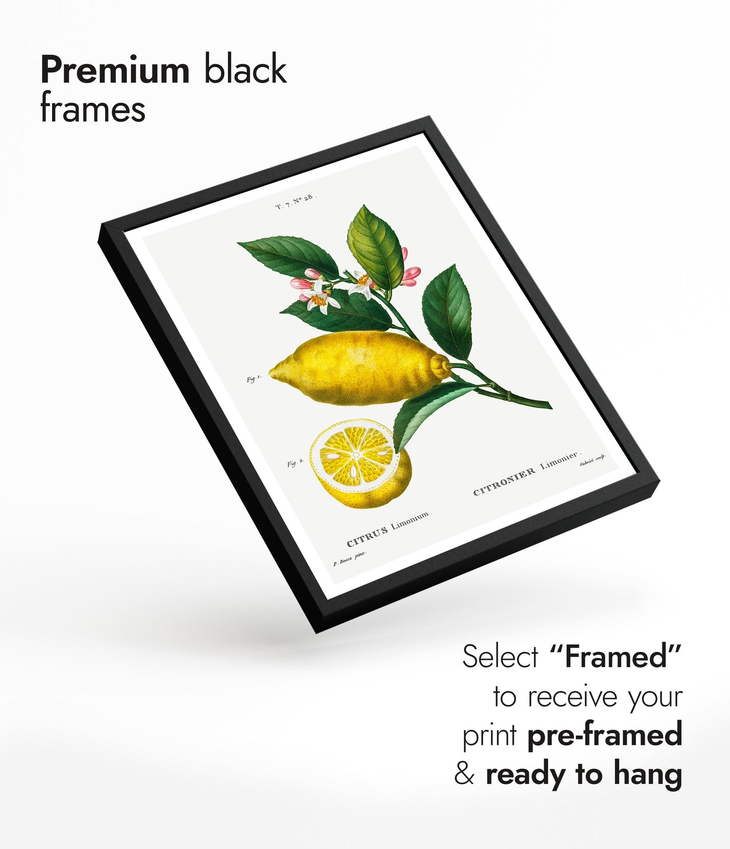 En förstorad citron