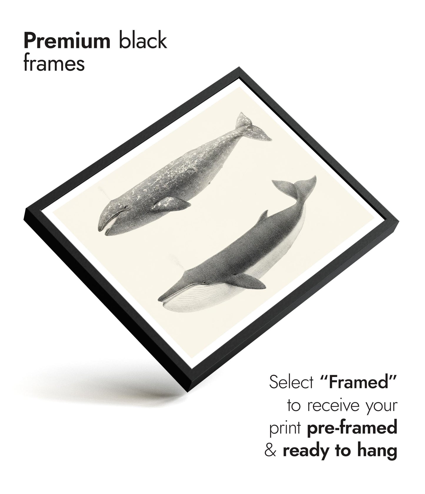 California Grey Whales