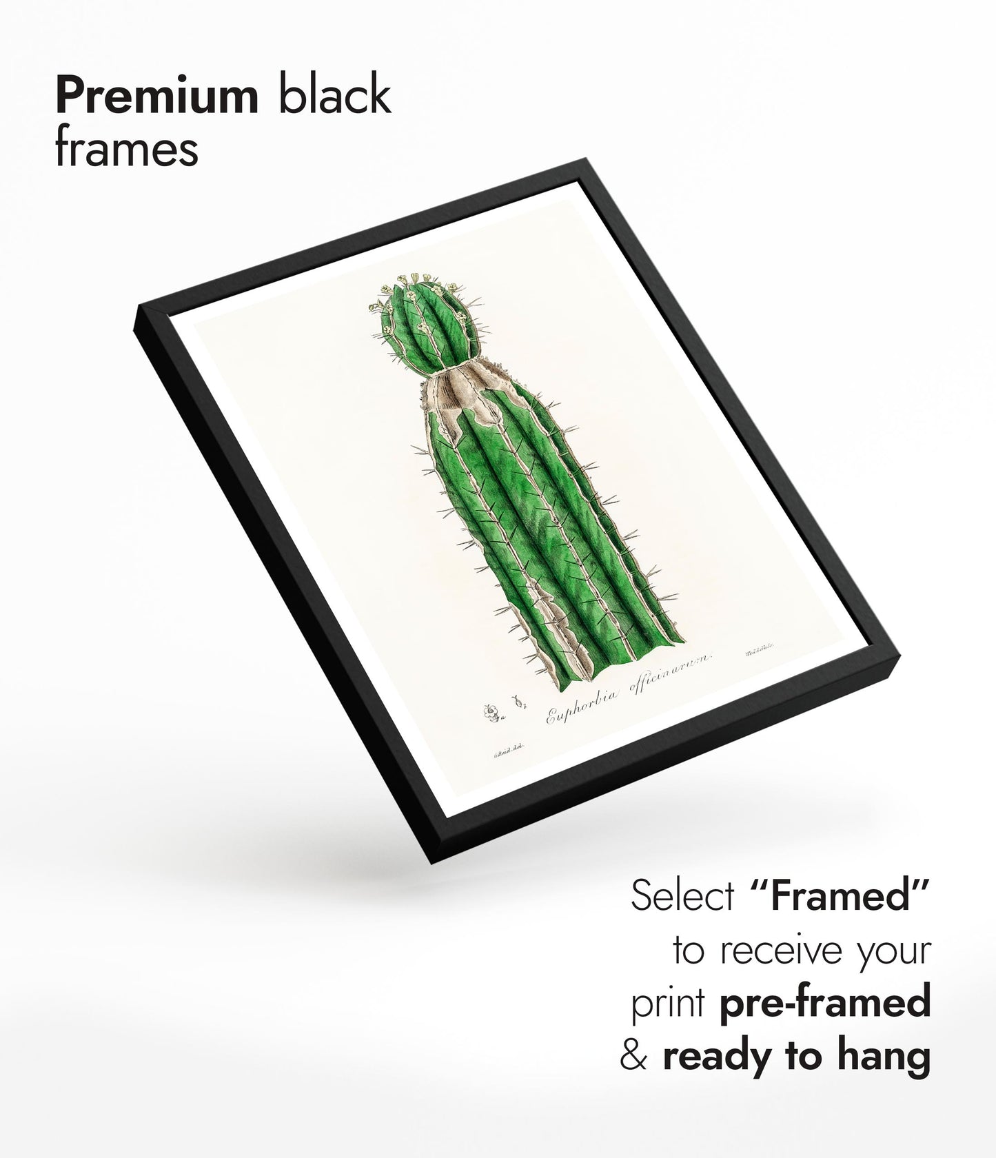 Euphorbia Officinarum