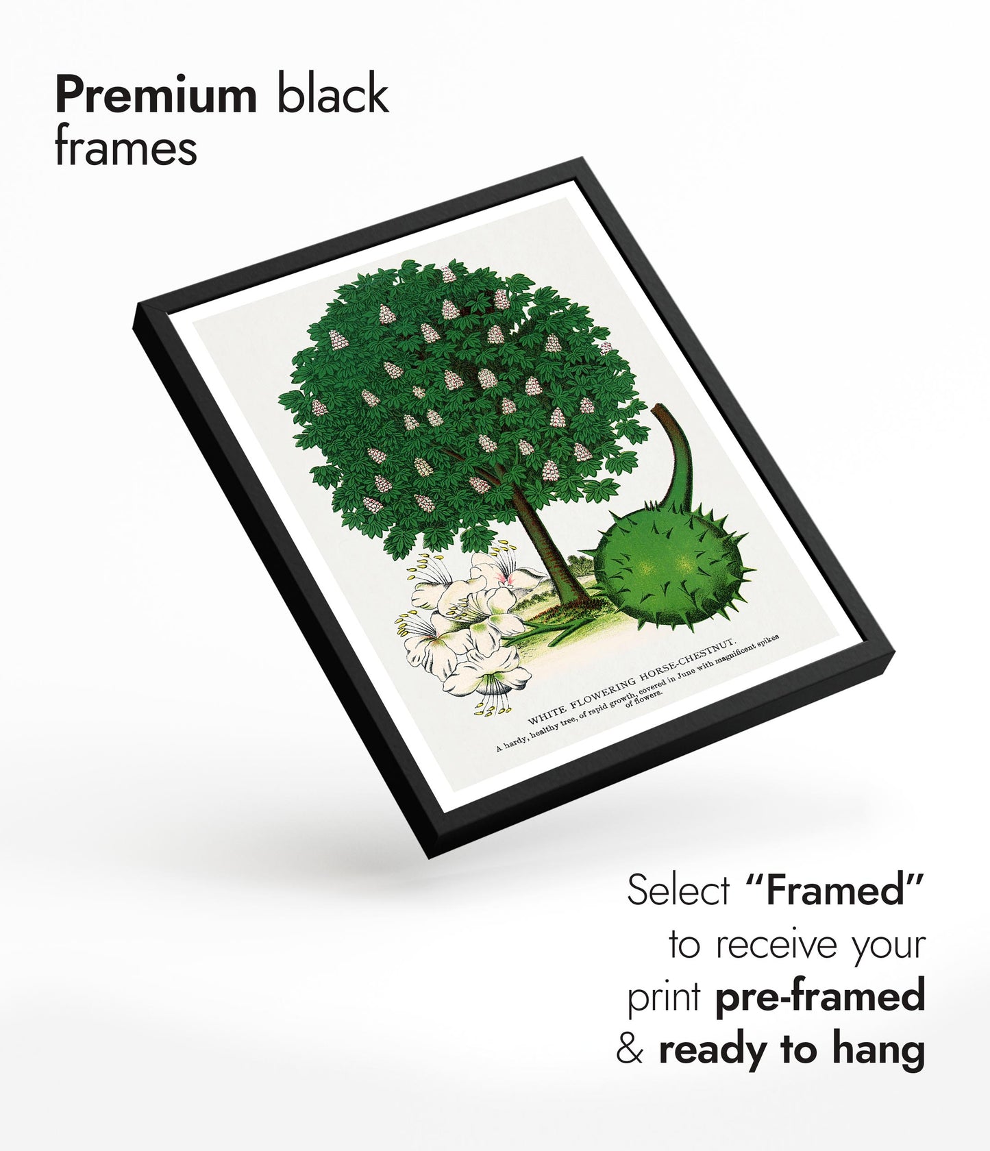 Wit Bloeiende Paardenkastanje