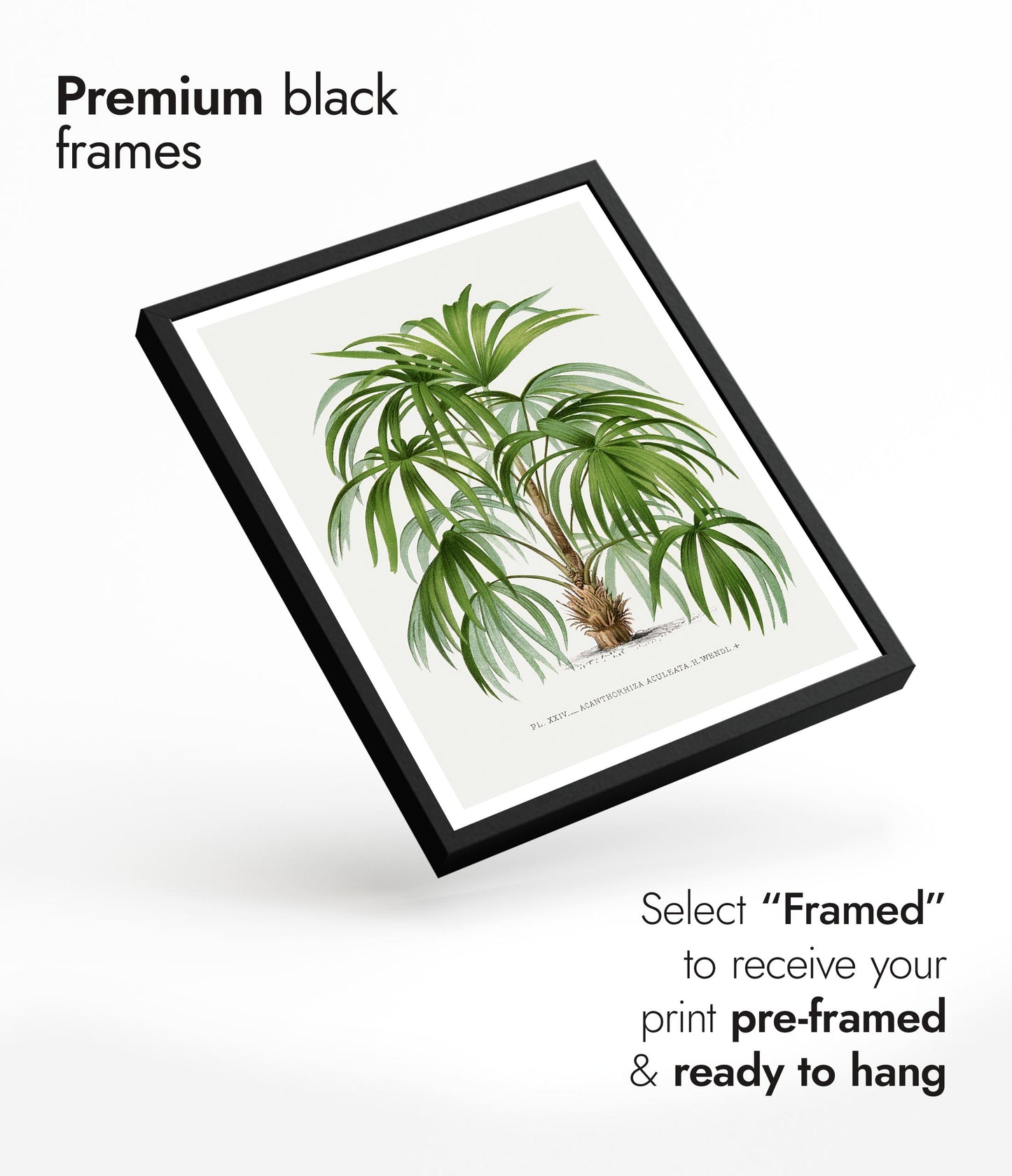 Acanthorhiza Aculeata