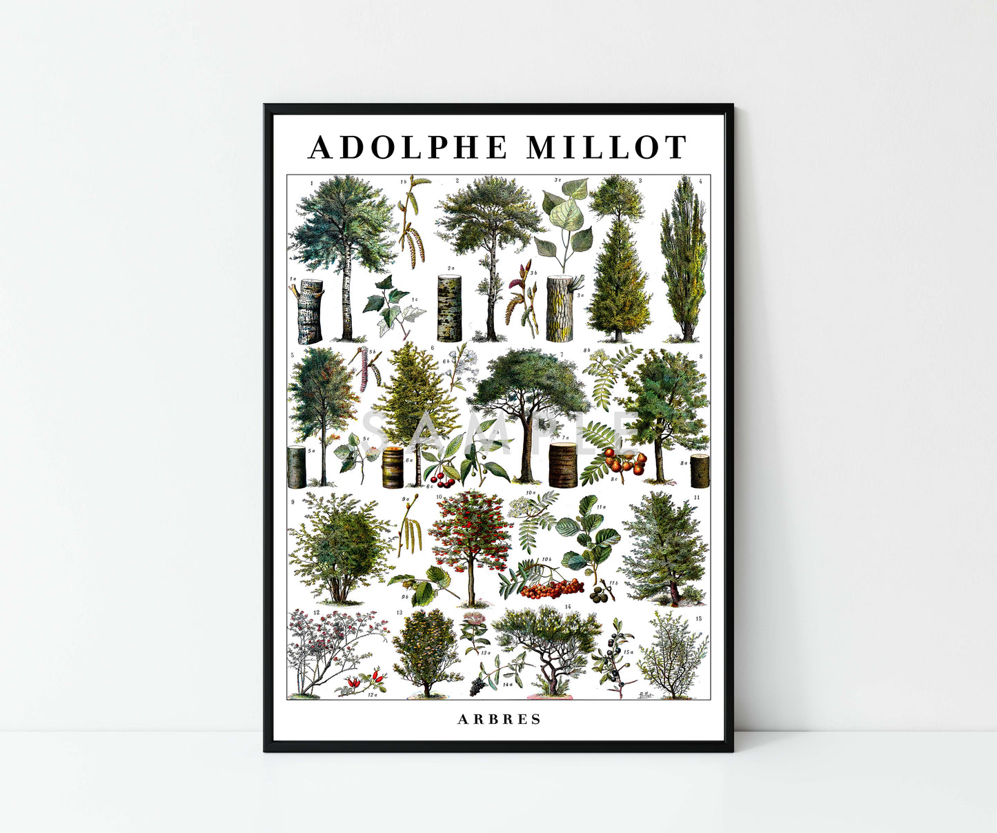 Adolphe Millot Bäume - Set aus 3