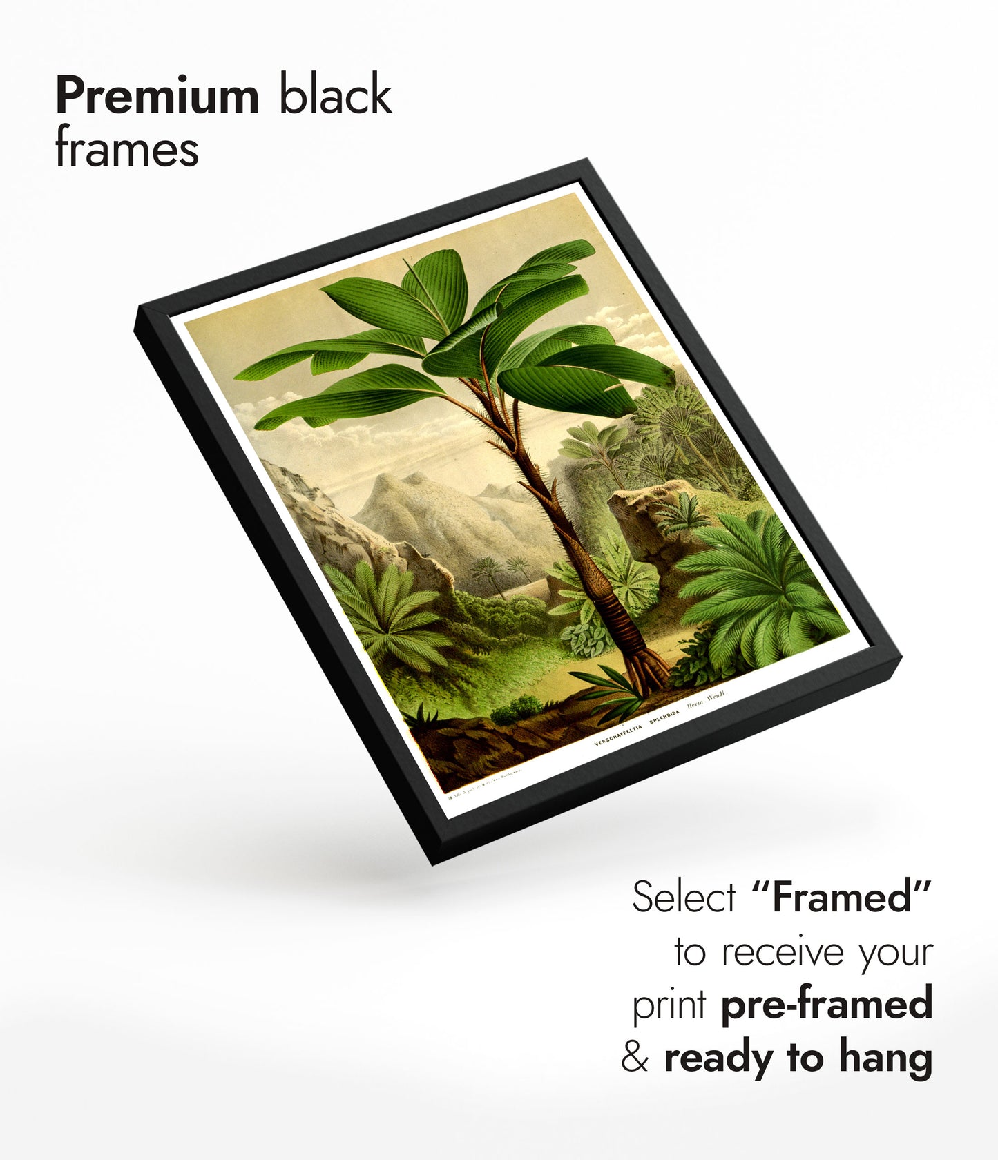 Botaniska träd - Set om 3