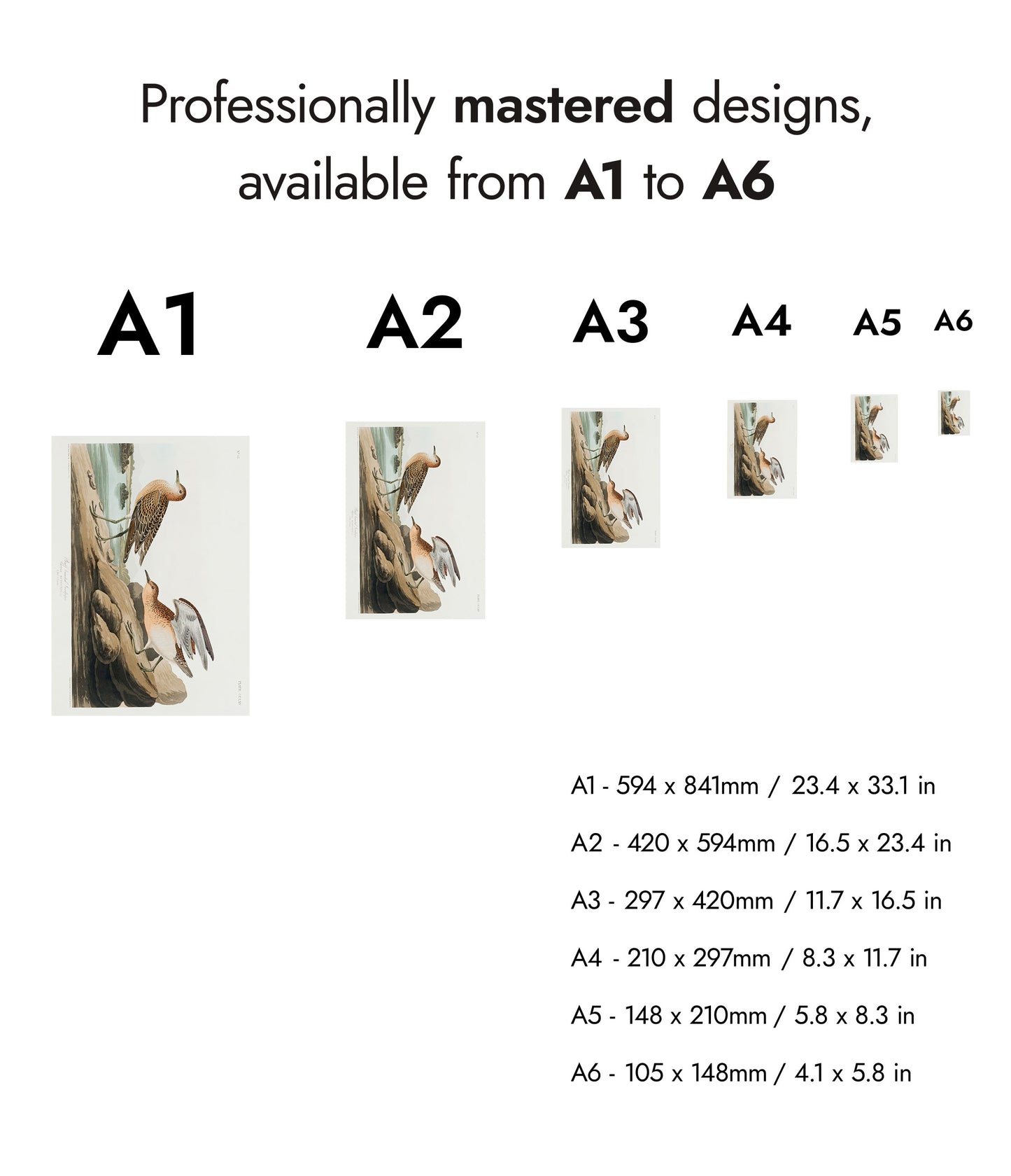 Buffbröstad sandlöpare