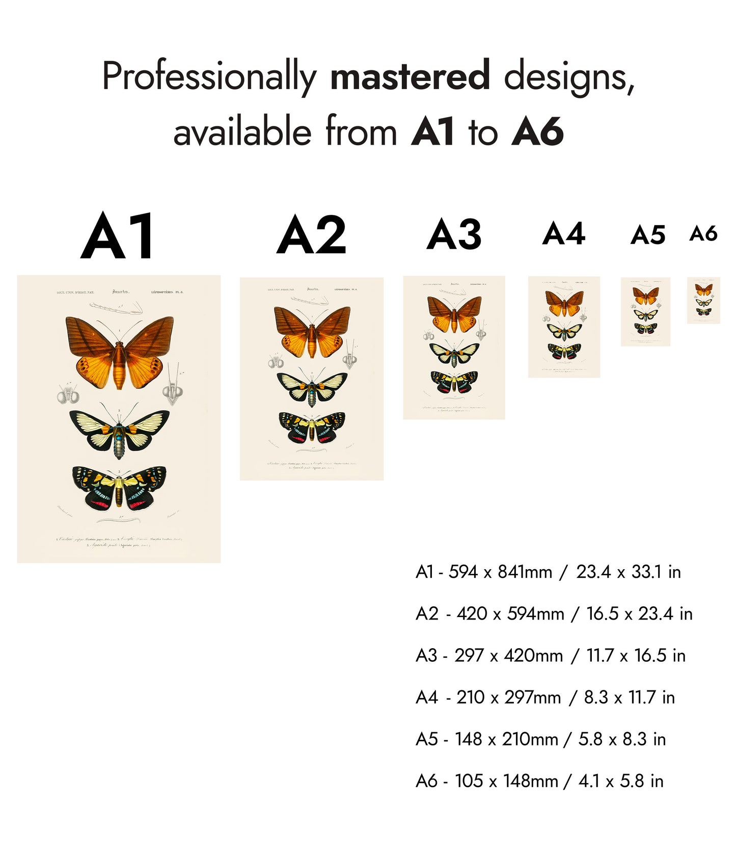 Fjärilar och nattfjärilar