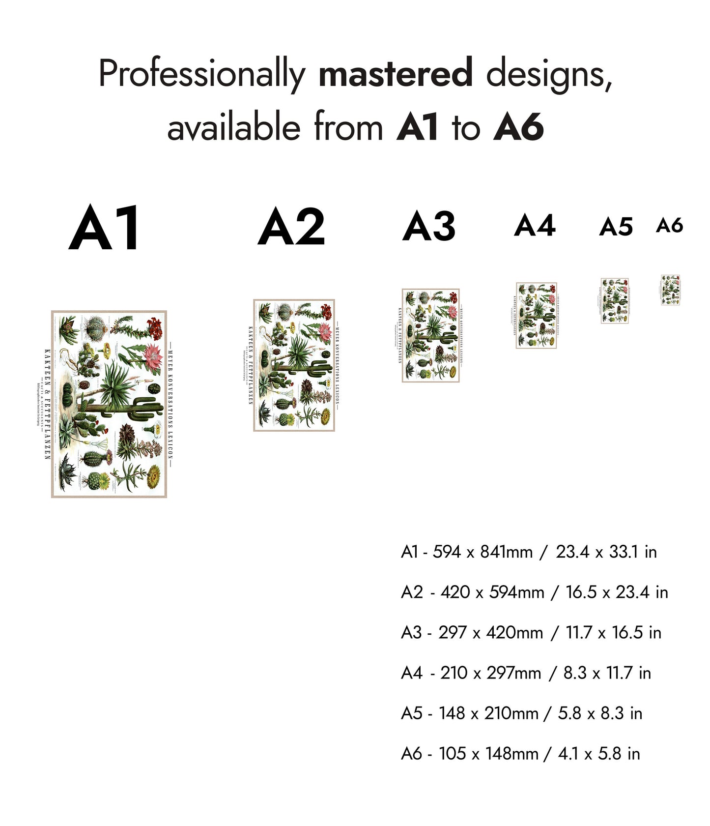 Cactus et plantes succulentes